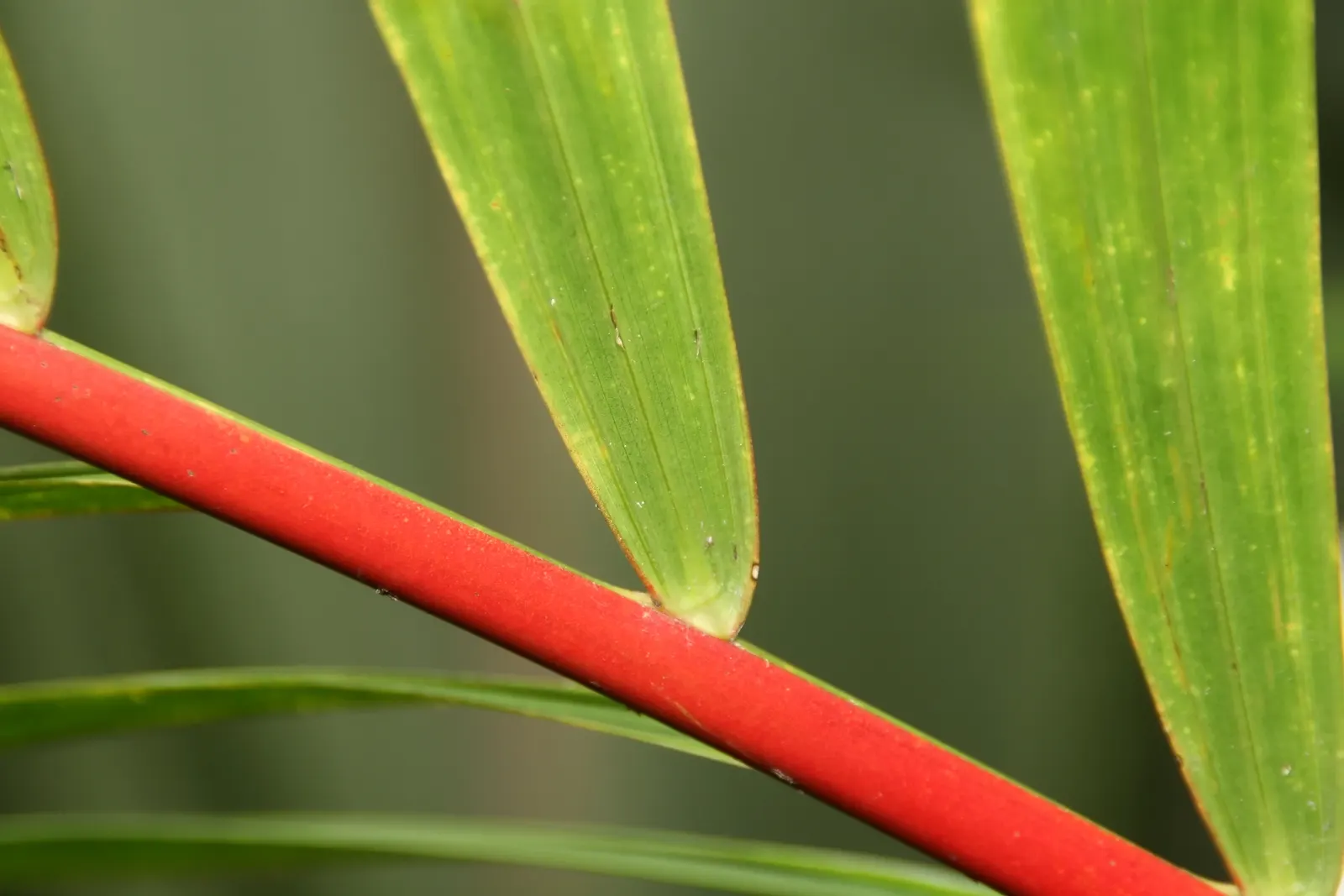Lipstick Palm (Cyrtostachys Renda) — with a spread of 5 to 10 feet; this palm is renowned for its brilliant red to magenta petioles and crown shafts, image 66