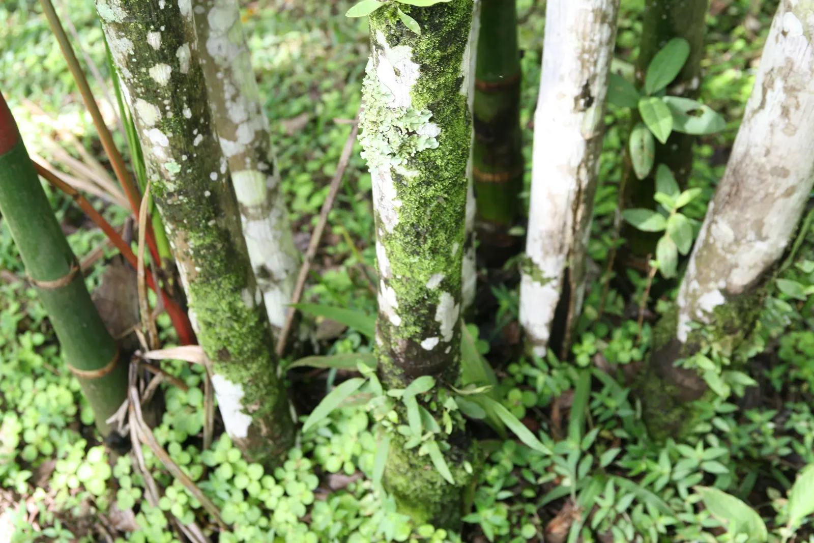 Lipstick Palm (Cyrtostachys Renda) — Requires well-drained soil; palm for full or half, image 54