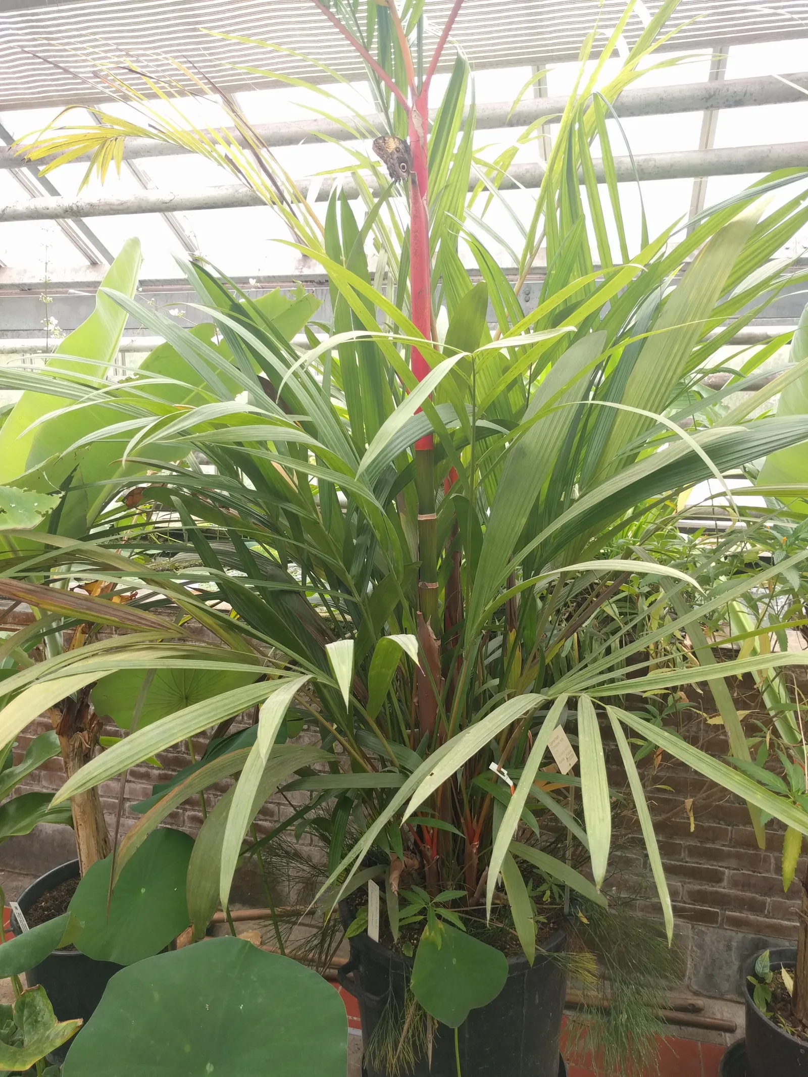 Lipstick Palm (Cyrtostachys Renda) — each reaching a length of 2 to 3 feet; palm with red blooms