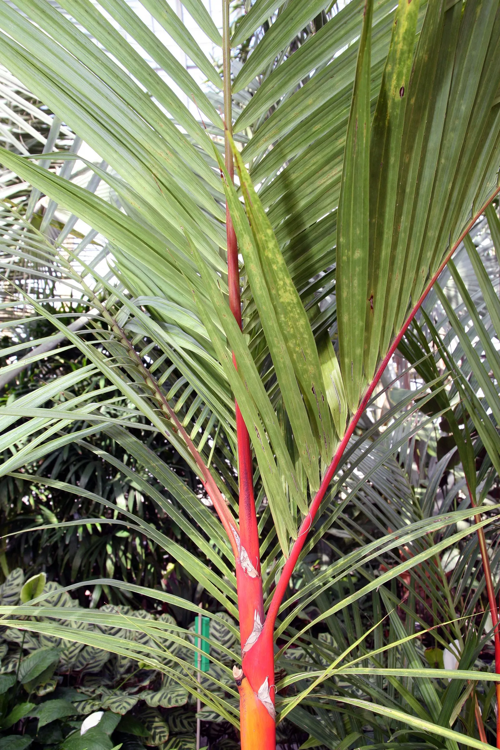 Lipstick Palm (Cyrtostachys Renda) — each reaching a length of 2 to 3 feet