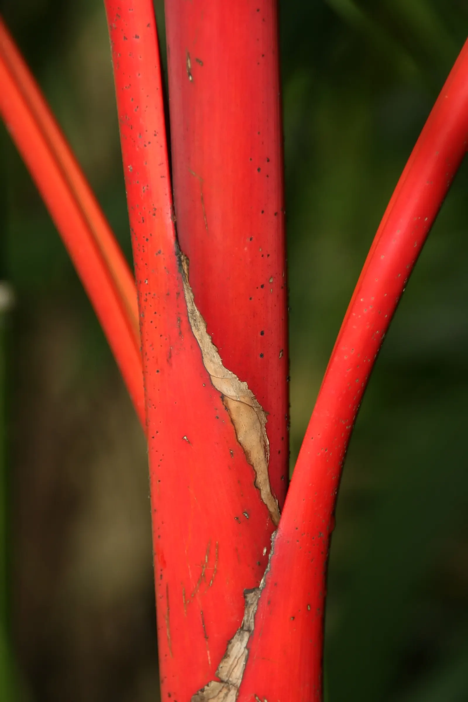 Lipstick Palm (Cyrtostachys Renda) — and protection from cold snaps; the Lipstick Palm, Cyrtostachys renda, boasts vibrant red stalks, a stunning, image 72