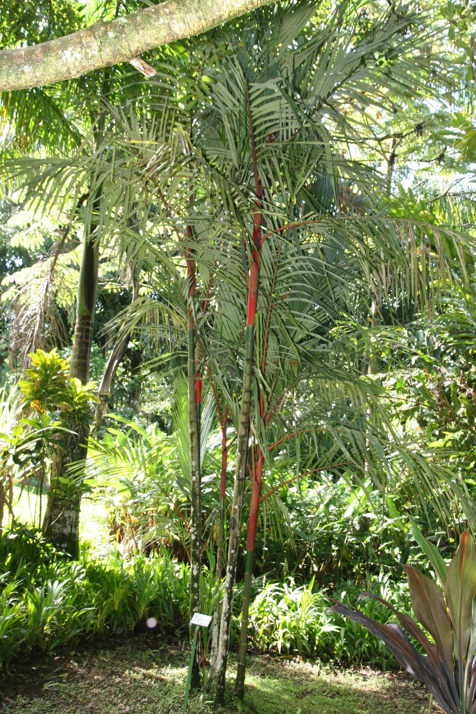 Lipstick Palm (Cyrtostachys Renda) — Mature height reaches 16-23 feet with a 6-10 foot spread; its clustering nature allows it to form a dense, image 78