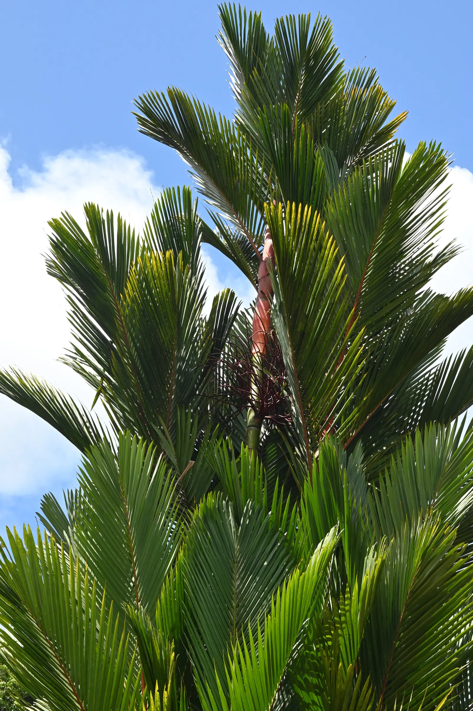 Lipstick Palm (Cyrtostachys Renda) — Cyrtostachys renda can achieve heights of up to 20 to 25 feet tall