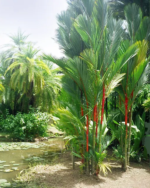 Lipstick Palm (Cyrtostachys Renda) — palm for full or half