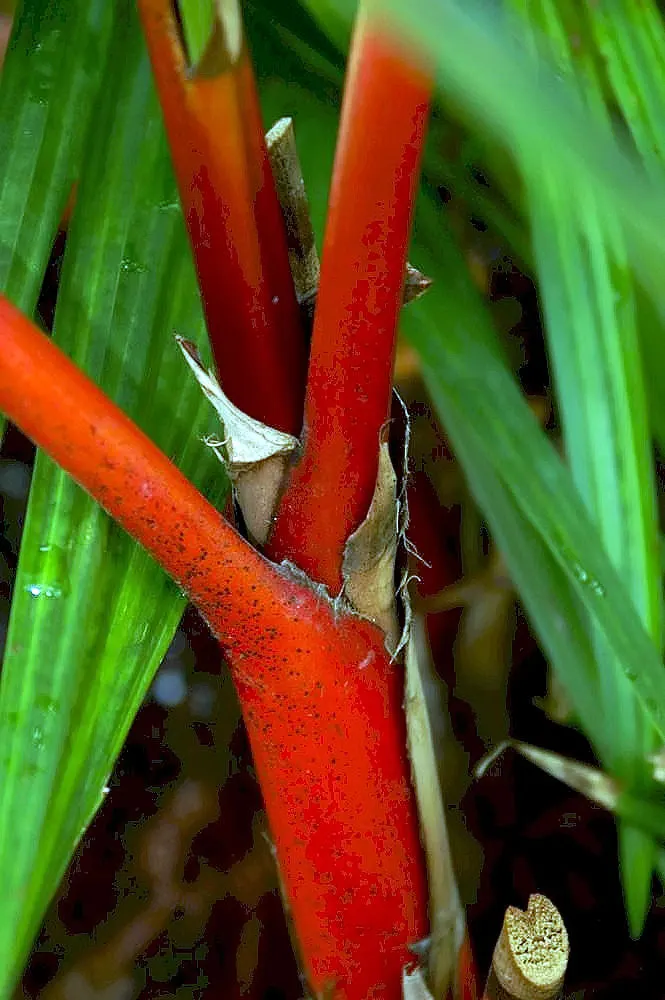 Lipstick Palm (Cyrtostachys Renda) — commonly known as the Lipstick Palm or Sealing Wax Palm; ensuring it is provided with ample space to grow, image 82