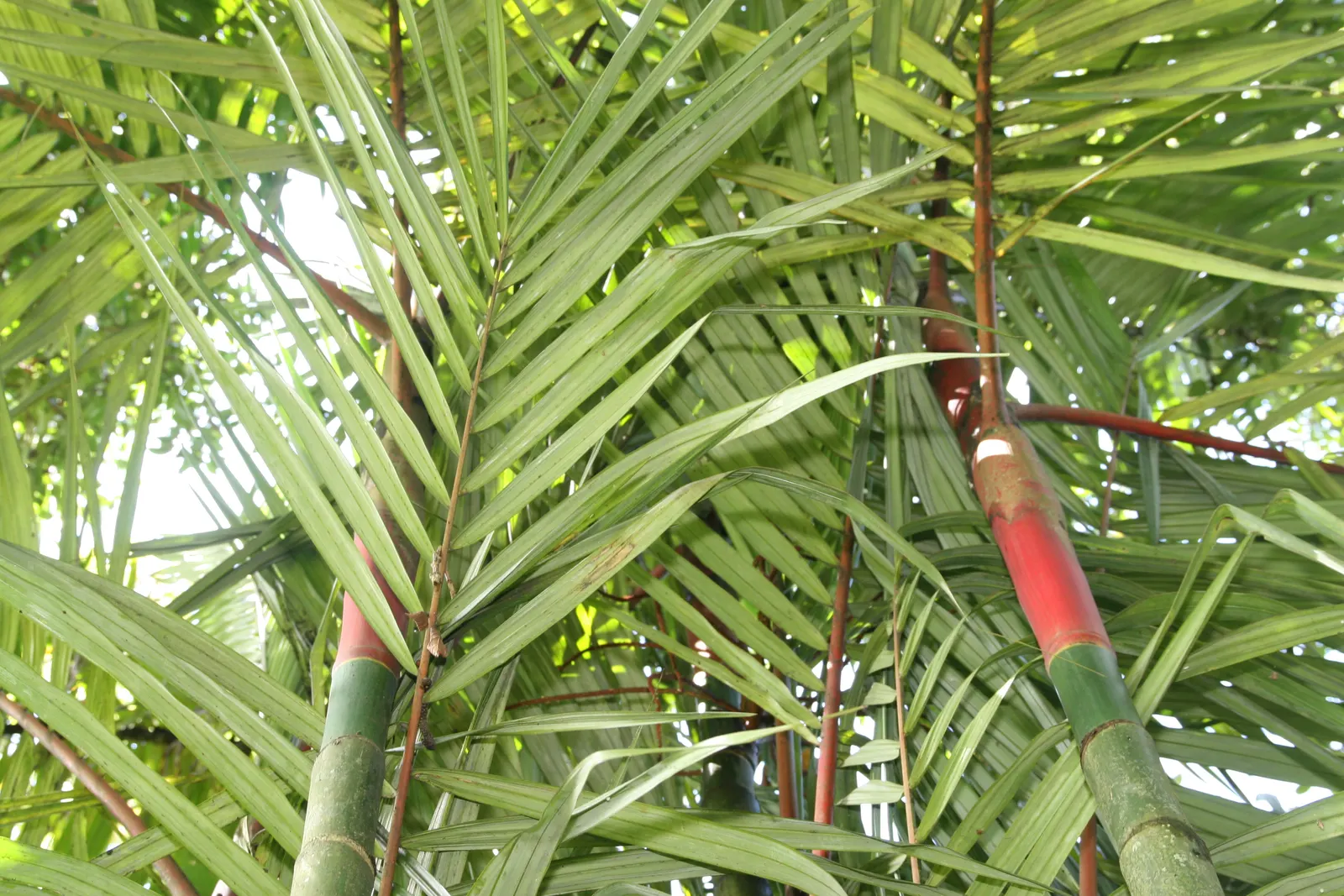 Lipstick Palm (Cyrtostachys Renda) — Requires well-drained soil; palm for full or half