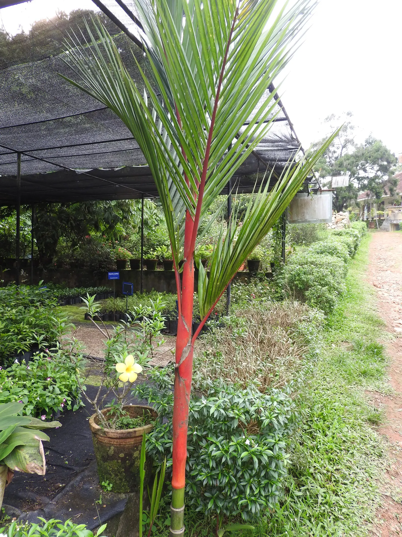 Lipstick Palm (Cyrtostachys Renda) — requiring a consistently moist environment similar to its natural habitat; the designer must account for its specific