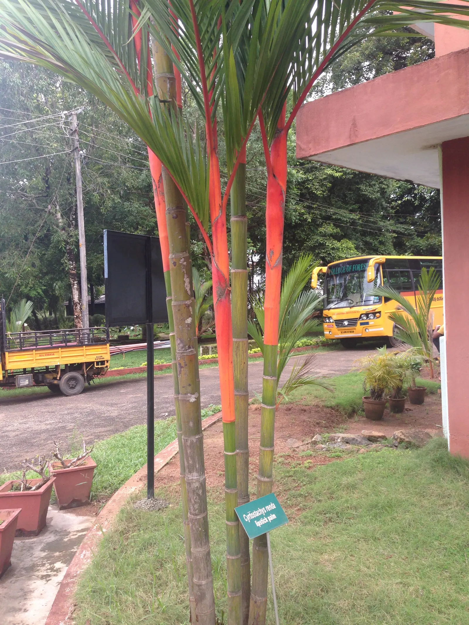 Lipstick Palm (Cyrtostachys Renda) — An exquisite specimen plant, it's also an effective privacy screen when planted in clusters; requiring a, image 81