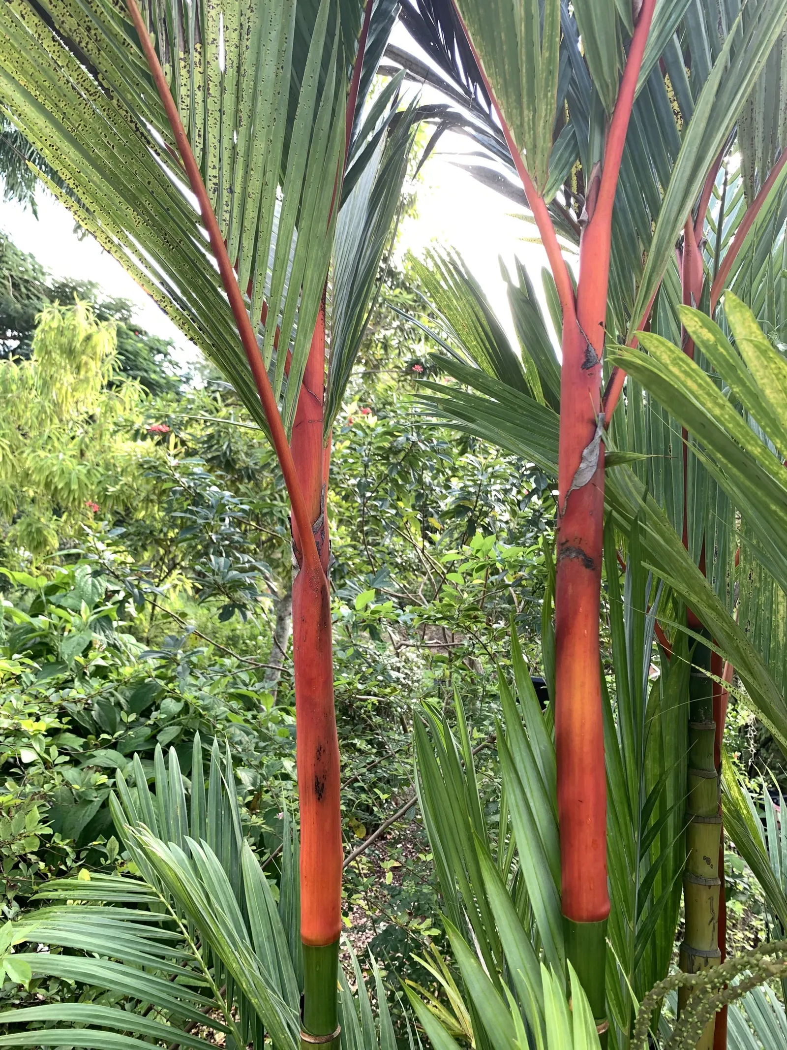 Lipstick Palm (Cyrtostachys Renda) — This palm is renowned for its brilliant red to magenta petioles and crown shafts; which offer a vivid contrast, image 59