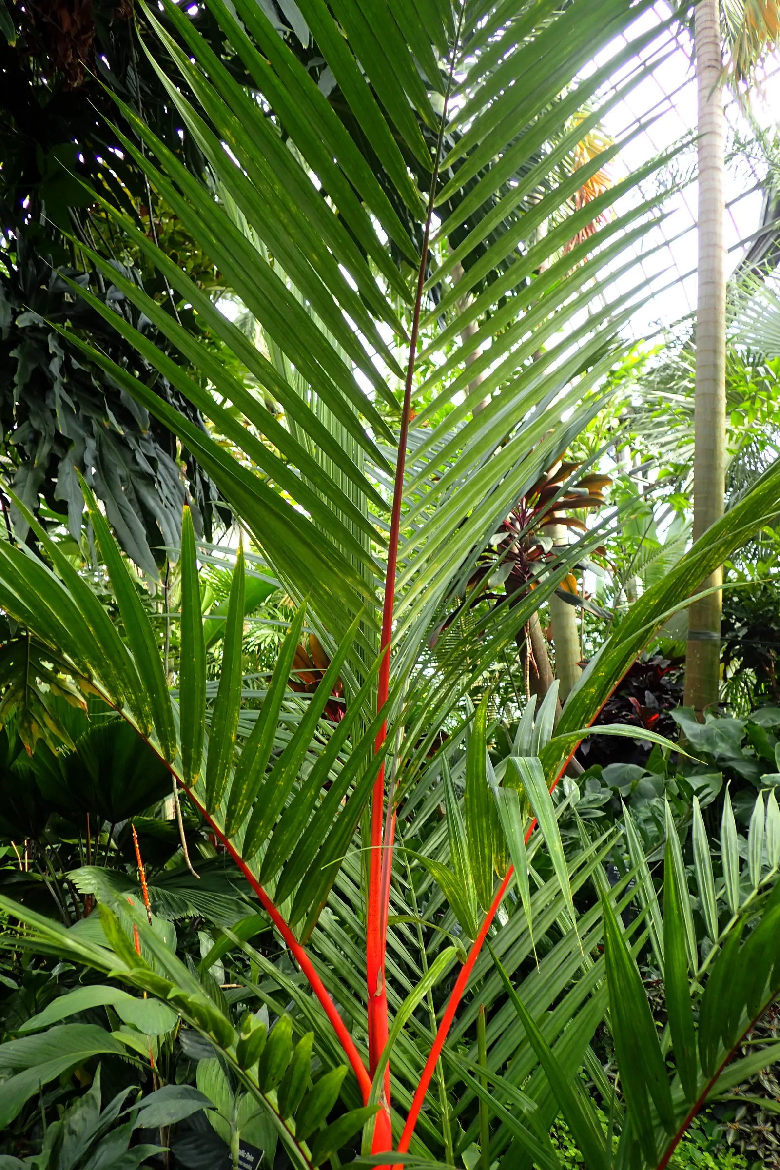 Lipstick Palm (Cyrtostachys Renda) — Cyrtostachys renda can achieve heights of up to 20 to 25 feet tall; thriving in zones 11-12, it prefers full sun to