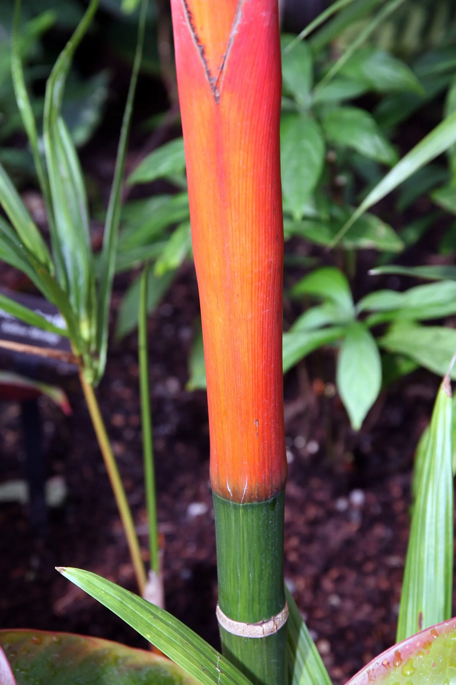 Lipstick Palm (Cyrtostachys Renda) — palm for full or half; and protection from cold snaps