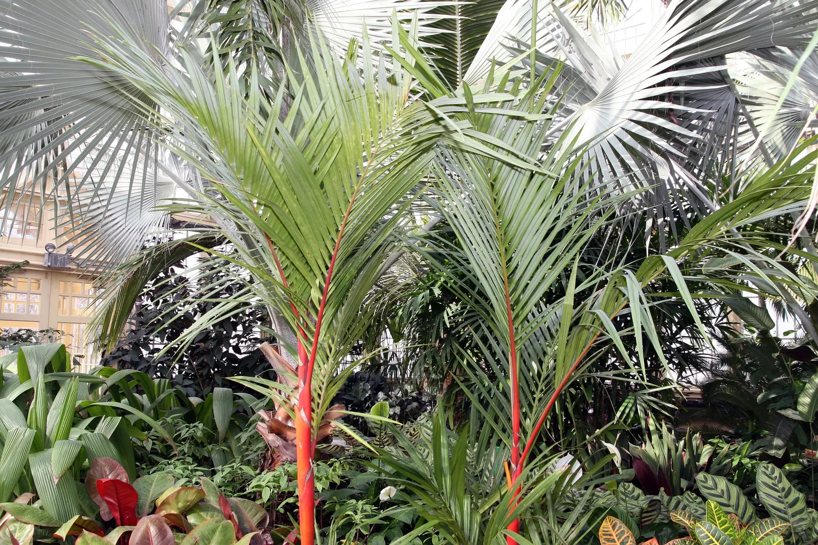 Lipstick Palm (Cyrtostachys Renda) — Requires well-drained soil; palm for full or half, image 79