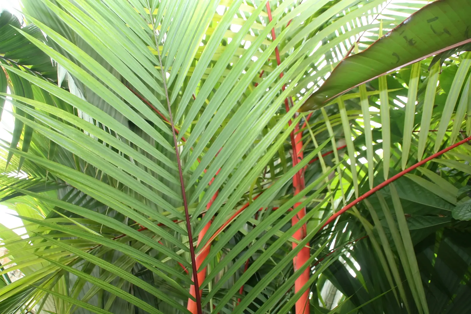 Lipstick Palm (Cyrtostachys Renda) — which offer a vivid contrast to the lush green pinnate fronds; making it well-suited for focal points in landscape designs