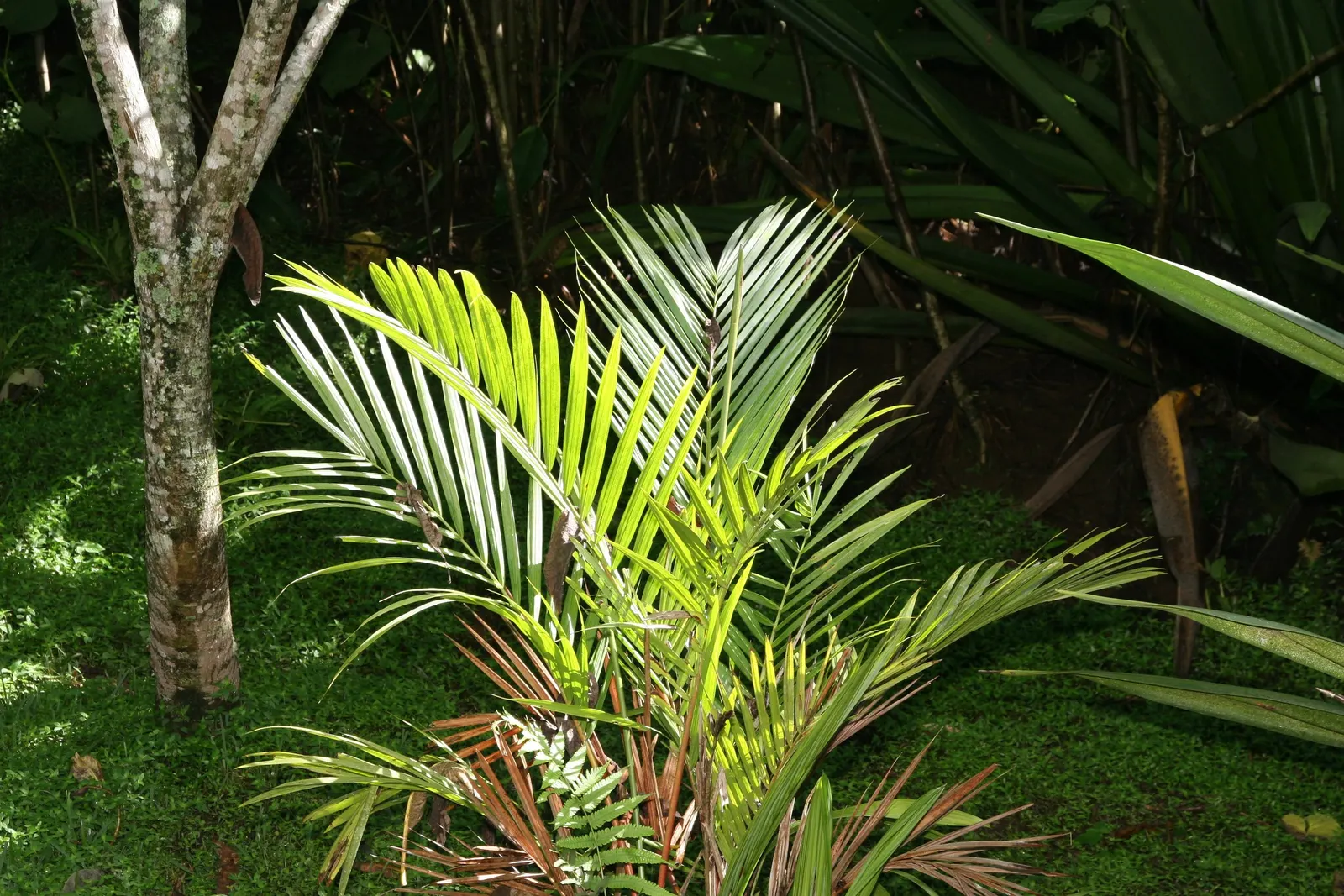 Lipstick Palm (Cyrtostachys Renda) — which offer a vivid contrast to the lush green pinnate fronds; making it well-suited for focal points in, image 85