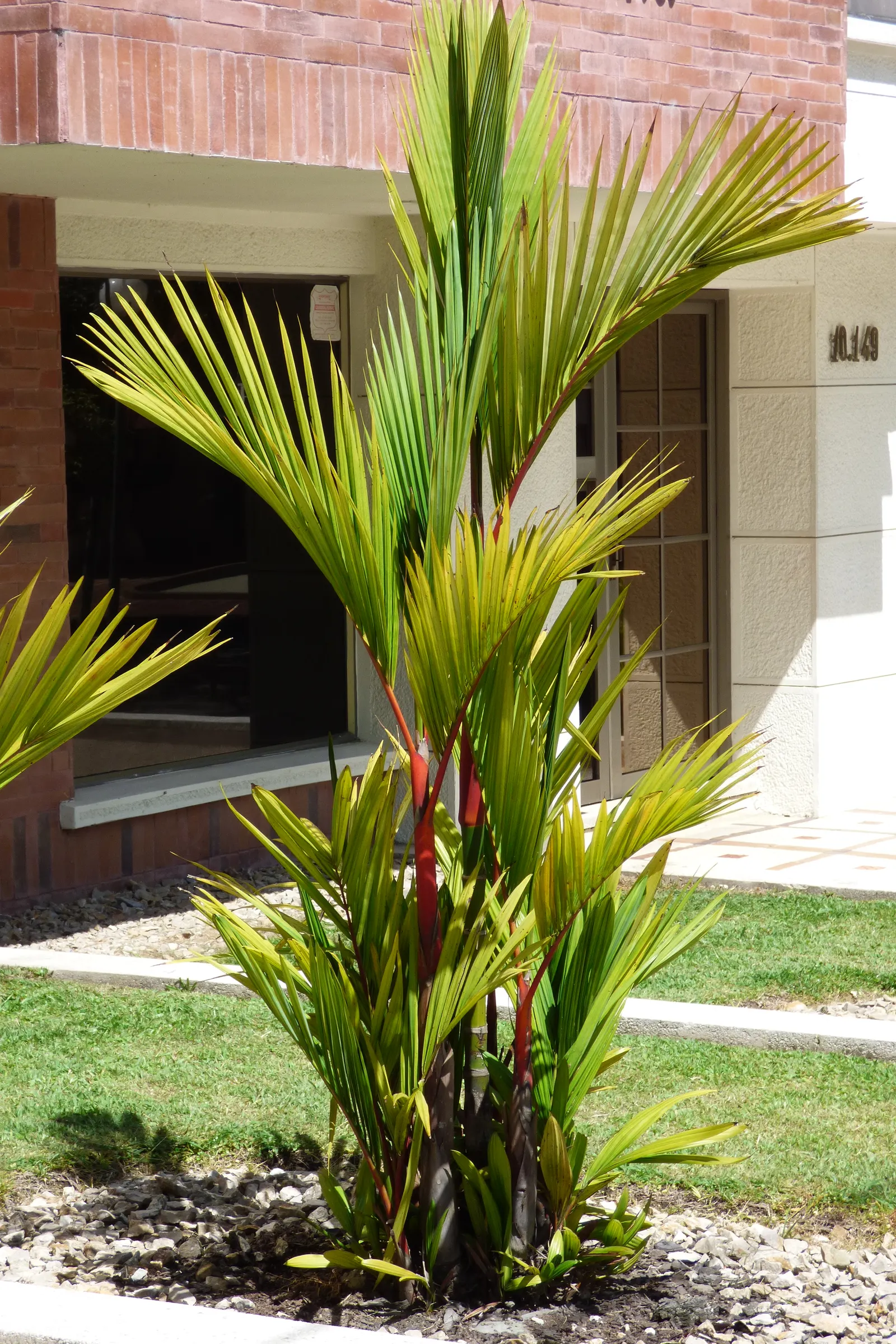 Lipstick Palm (Cyrtostachys Renda) — which offer a vivid contrast to the lush green pinnate fronds