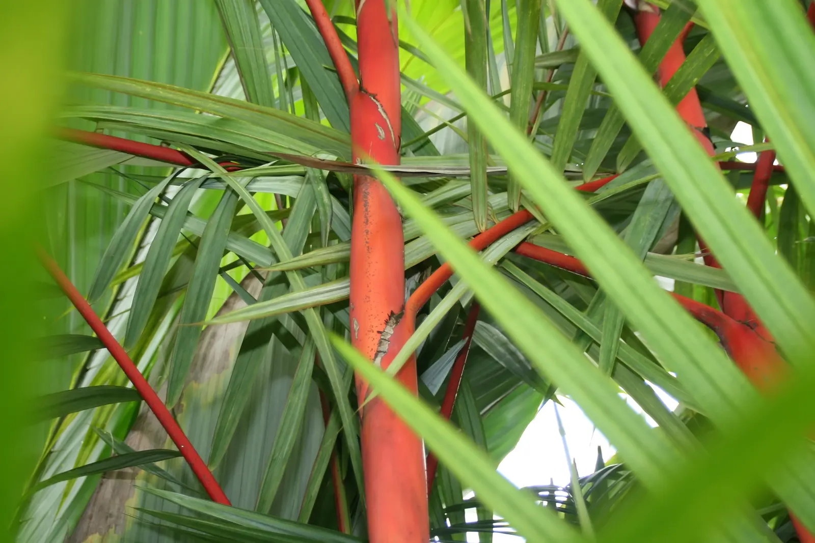 Lipstick Palm (Cyrtostachys Renda) — Native to the humid rainforests of Southeast Asia; an exquisite specimen plant, it's also an effective privacy screen when