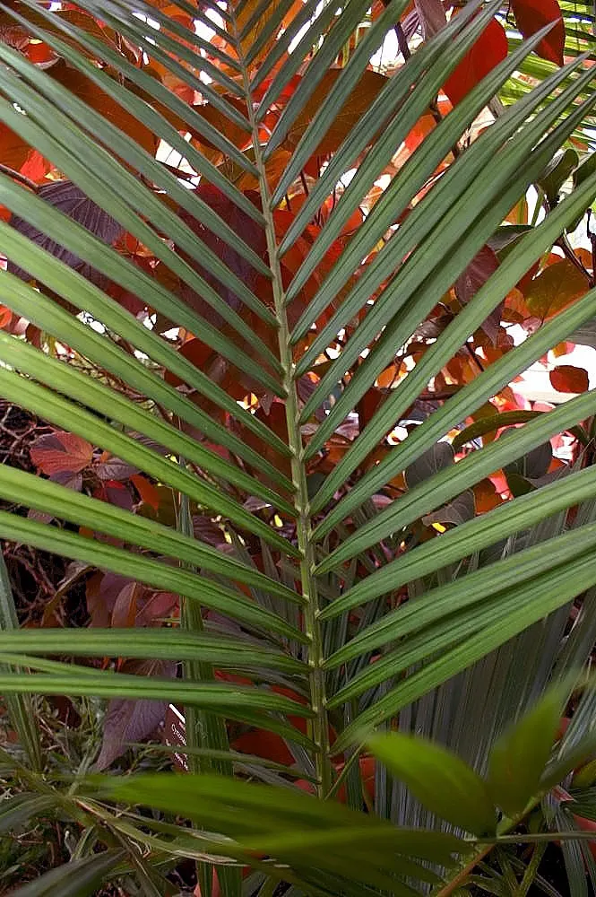 Lipstick Palm (Cyrtostachys Renda) — The Lipstick Palm, Cyrtostachys renda, boasts vibrant red stalks, a stunning accent in tropical landscapes