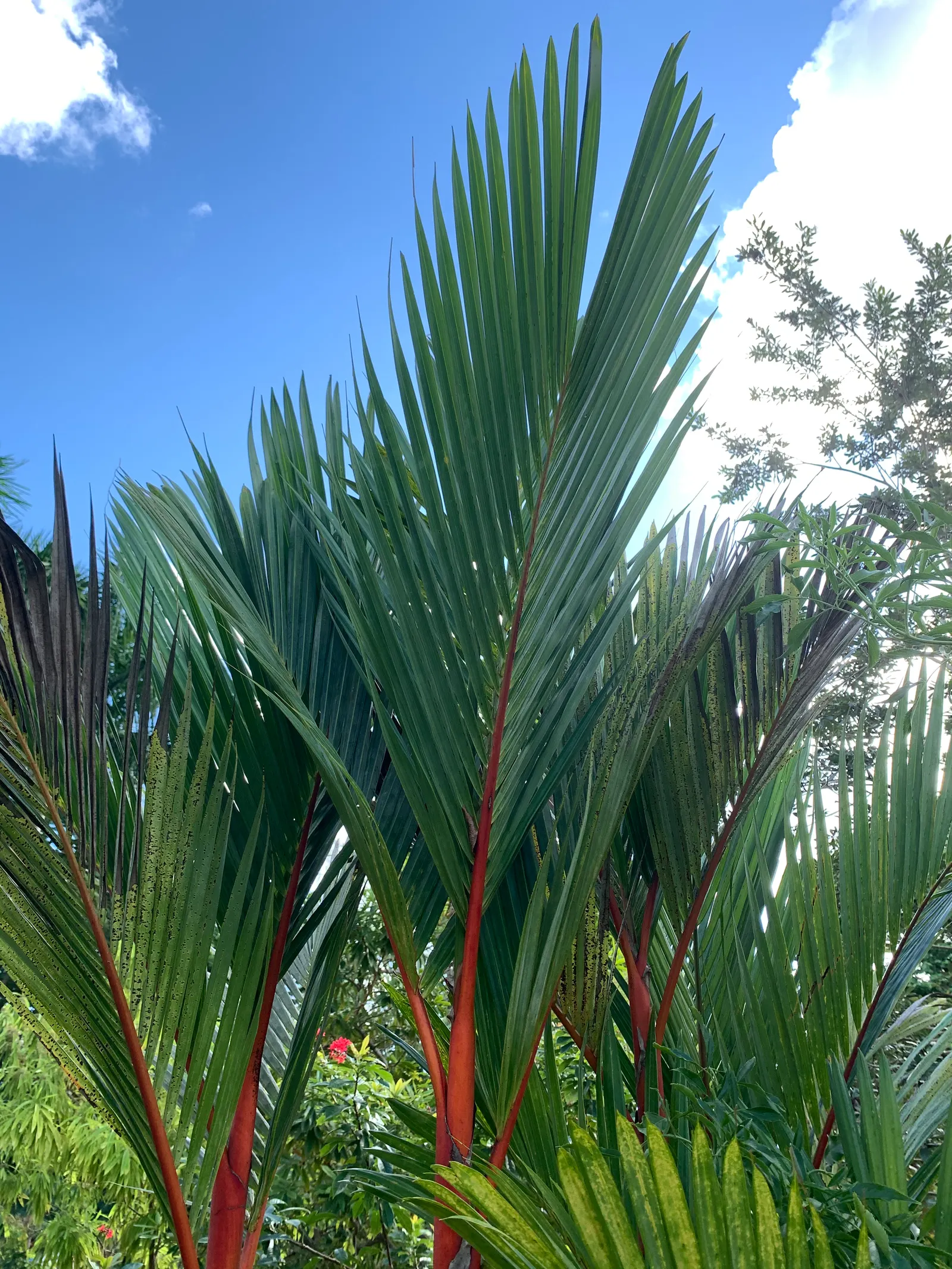 Lipstick Palm (Cyrtostachys Renda) — Ideal for creating a colorful, exotic ambiance; commonly known as the Lipstick Palm or Sealing Wax Palm, image 55