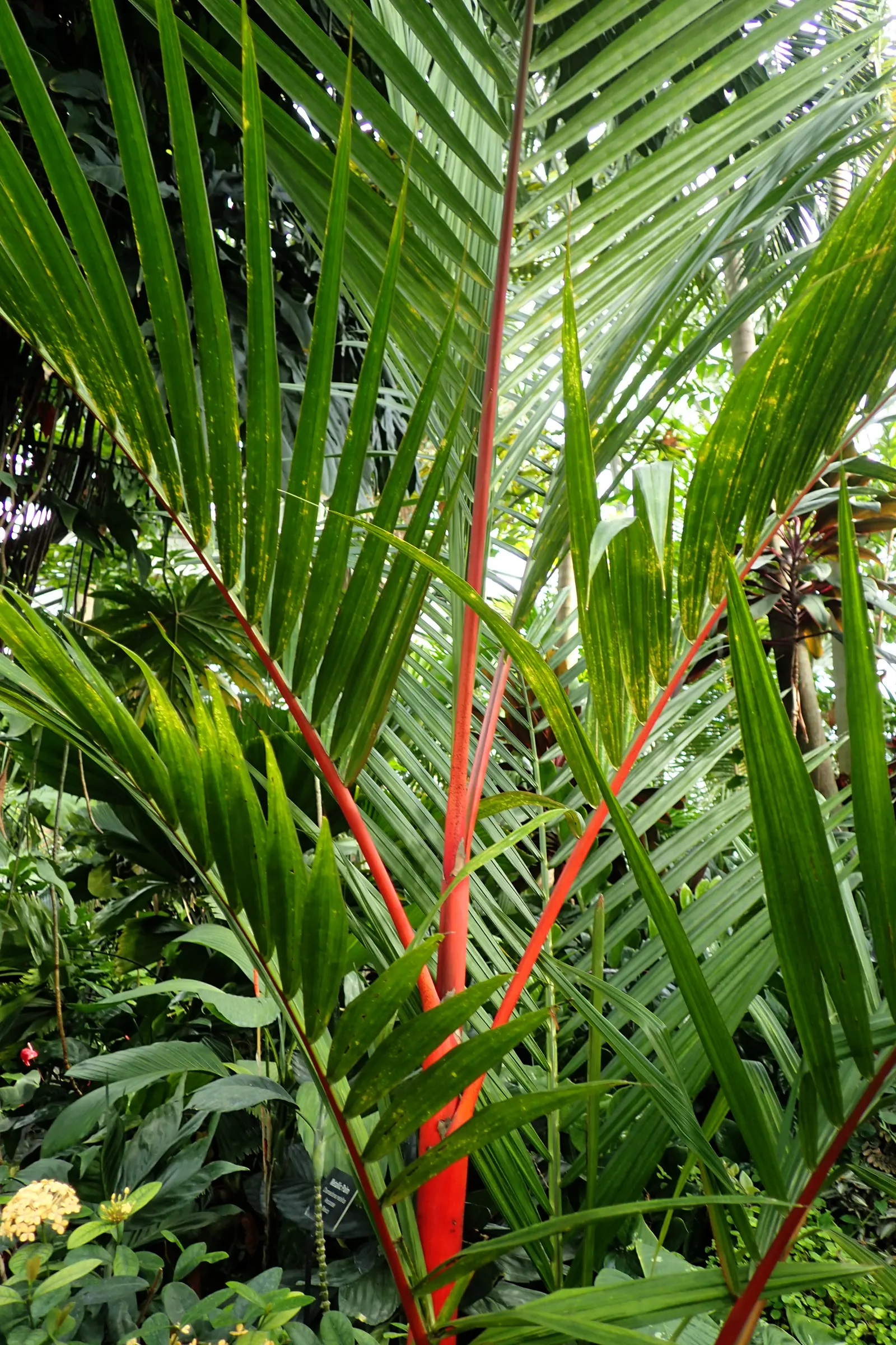Lipstick Palm (Cyrtostachys Renda) — commonly known as the Lipstick Palm or Sealing Wax Palm; ensuring it is provided with ample space to grow