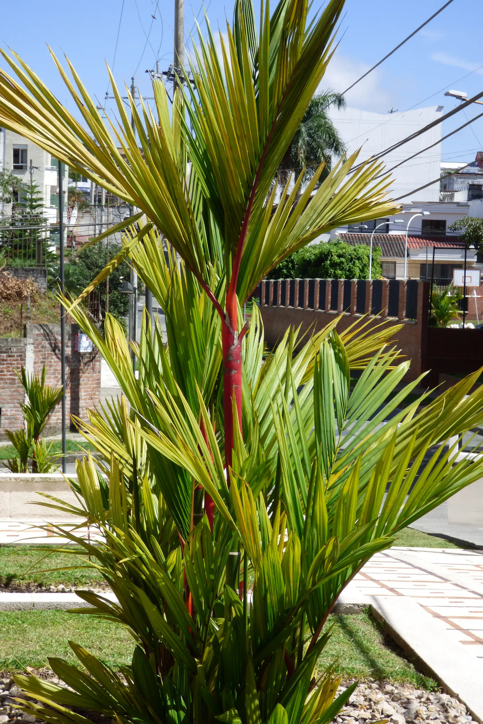 Lipstick Palm (Cyrtostachys Renda) — the designer must account for its specific requirements