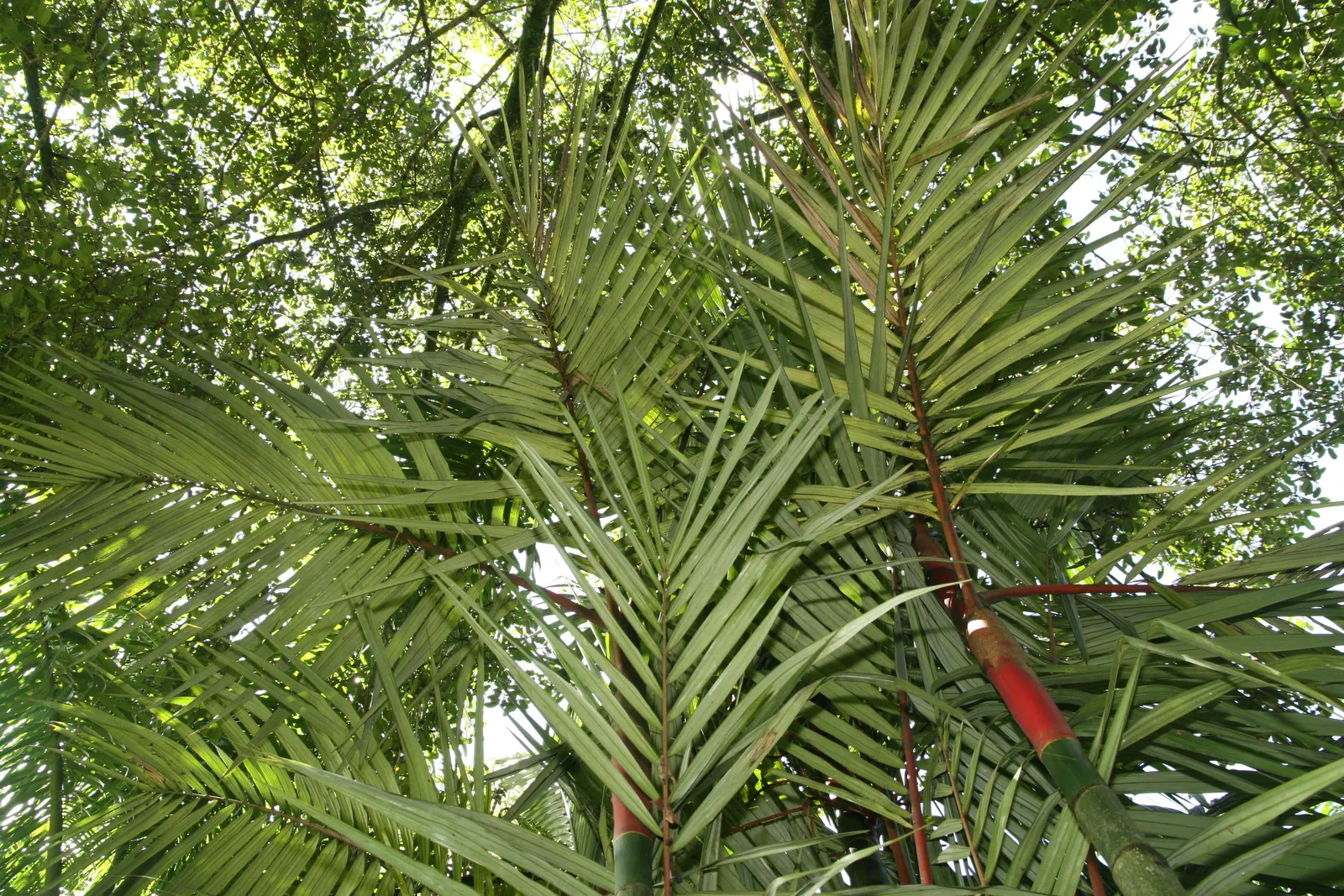 Lipstick Palm (Cyrtostachys Renda) — The Lipstick Palm, Cyrtostachys renda, boasts vibrant red stalks, a stunning accent in tropical landscapes, image 51