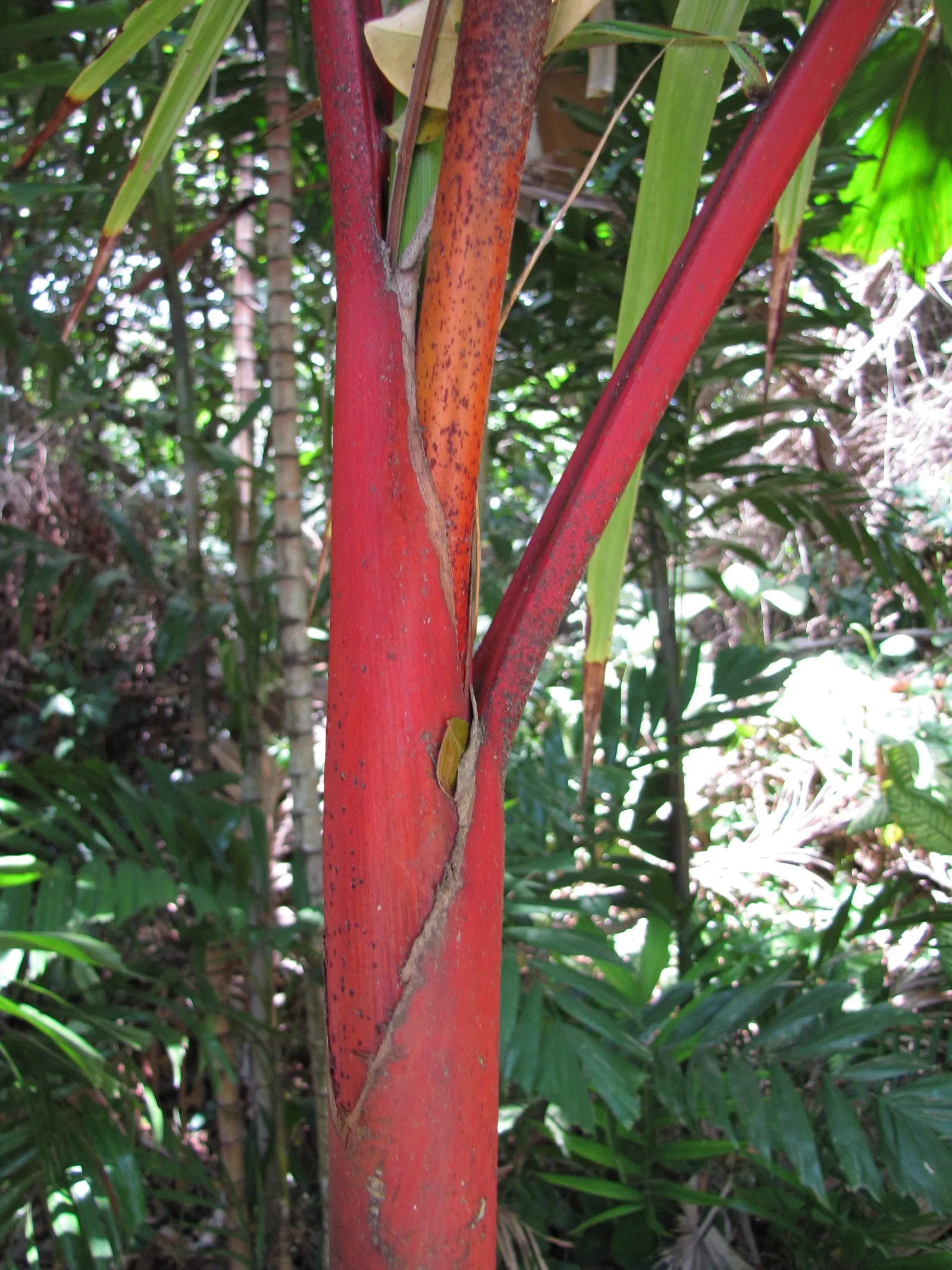 Lipstick Palm (Cyrtostachys Renda) — ensuring it is provided with ample space to grow