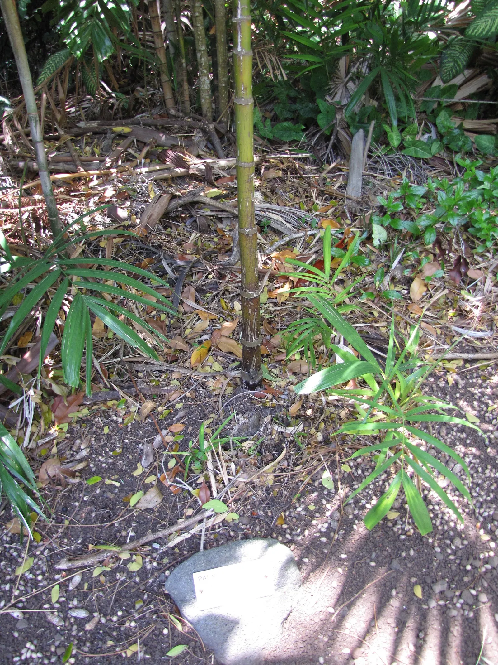 Lipstick Palm (Cyrtostachys Renda) — the designer must account for its specific requirements; native to the humid rainforests of Southeast Asia, image 70