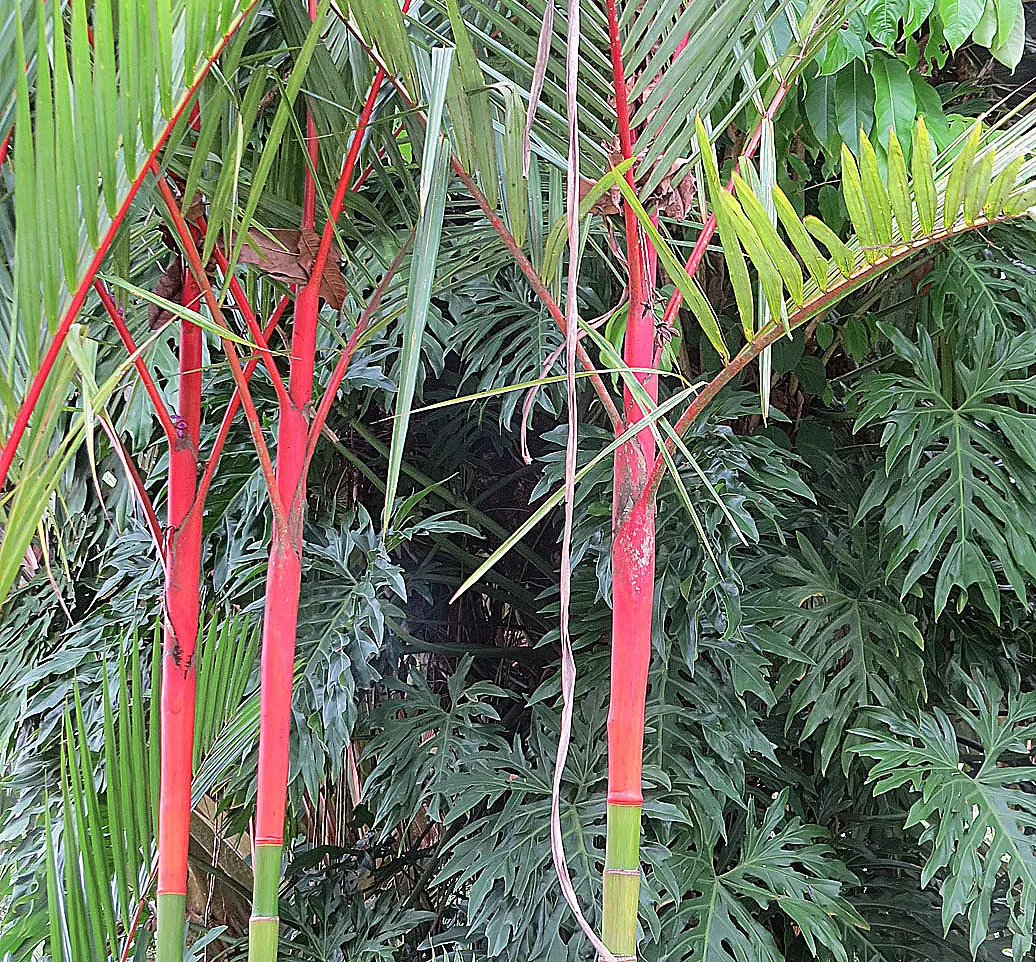Lipstick Palm (Cyrtostachys Renda) — Thriving in zones 11-12, it prefers full sun to partial shade and ample moisture; each reaching a length of 2, image 77