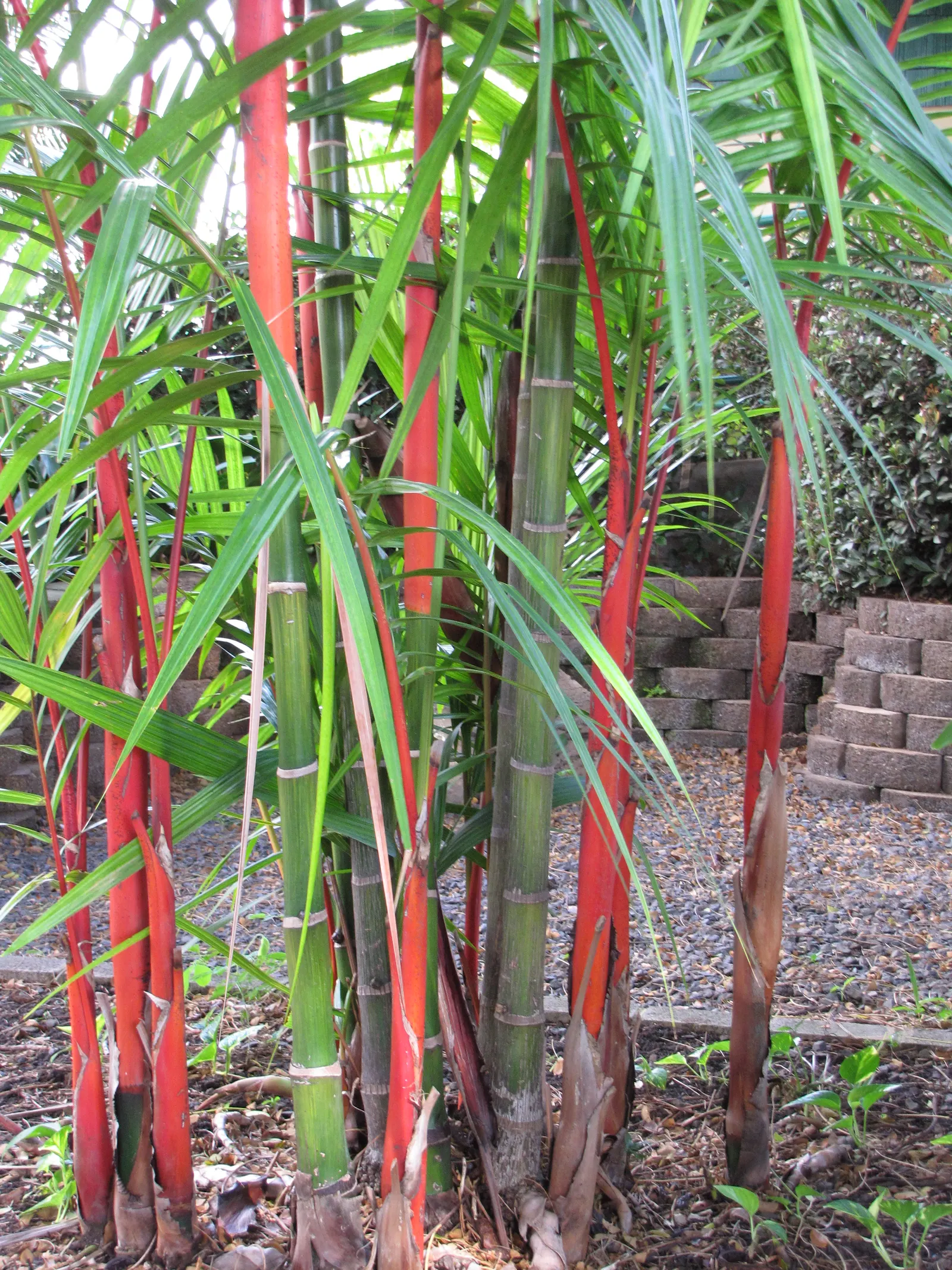Lipstick Palm (Cyrtostachys Renda) — palm with red blooms; cyrtostachys renda can achieve heights of up to 20 to 25 feet tall