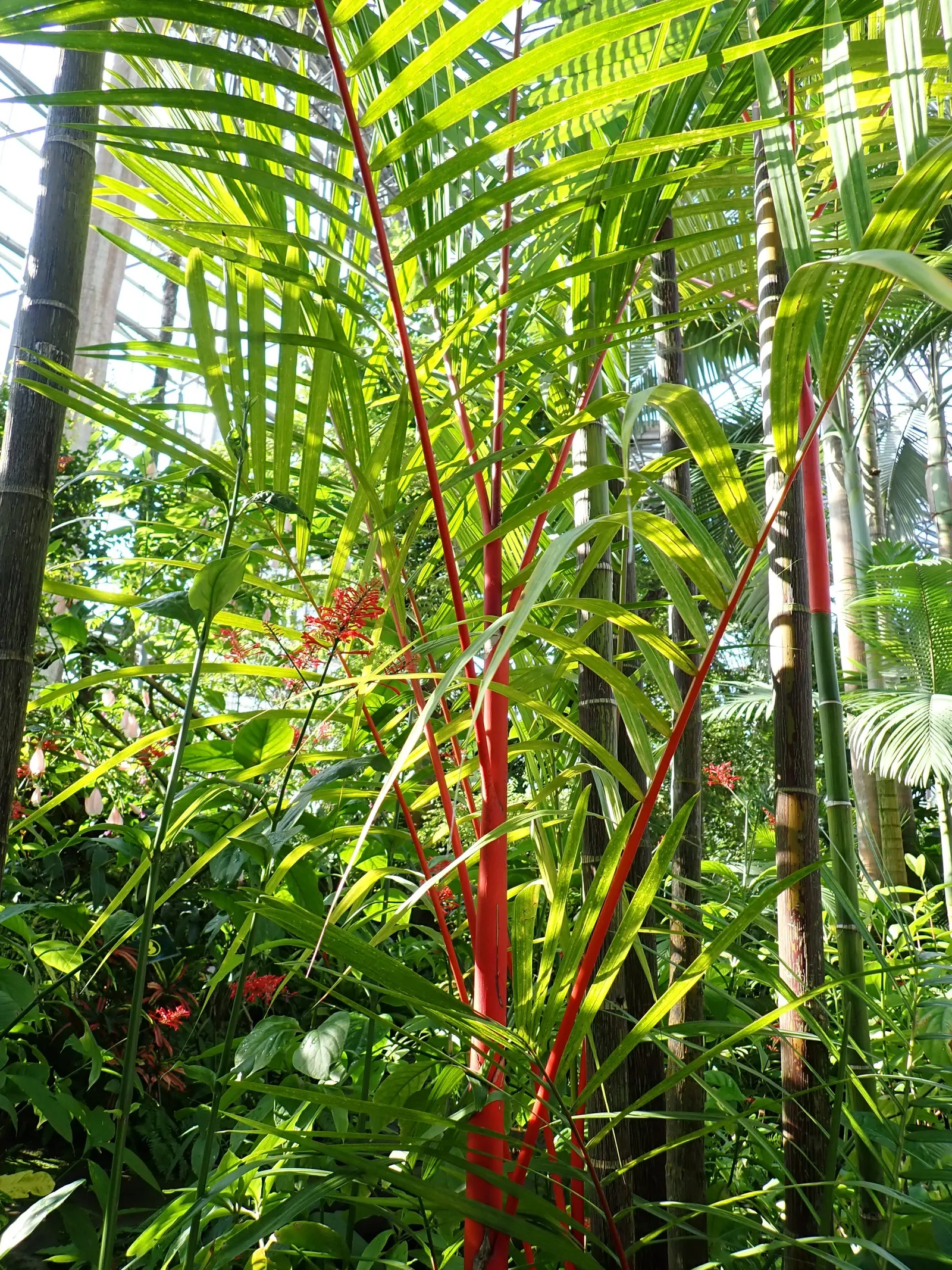 Lipstick Palm (Cyrtostachys Renda) — making it well-suited for focal points in landscape designs; with a spread of 5 to 10 feet, image 67