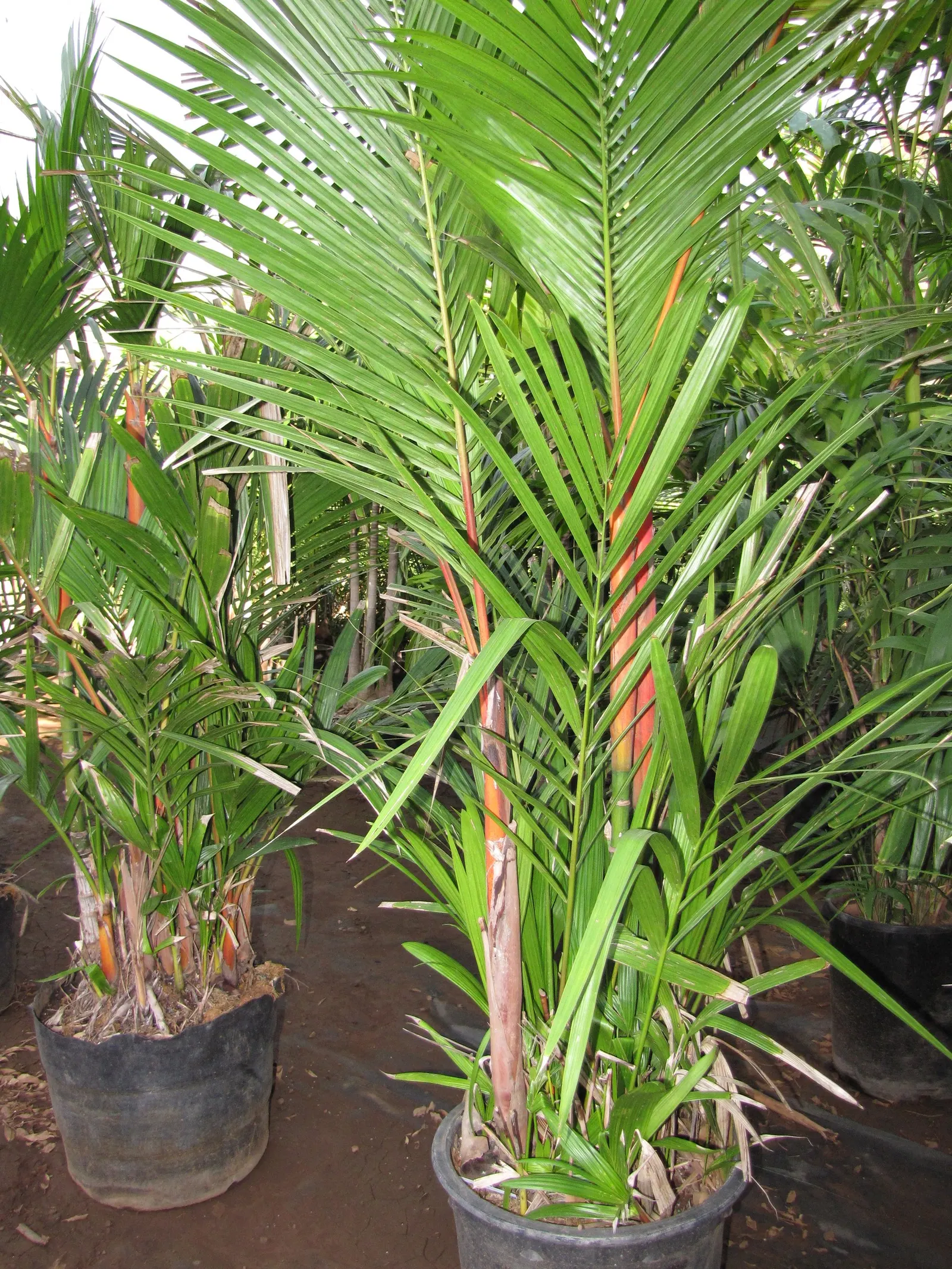 Lipstick Palm (Cyrtostachys Renda) — Ideal for creating a colorful, exotic ambiance; commonly known as the Lipstick Palm or Sealing Wax Palm, image 80
