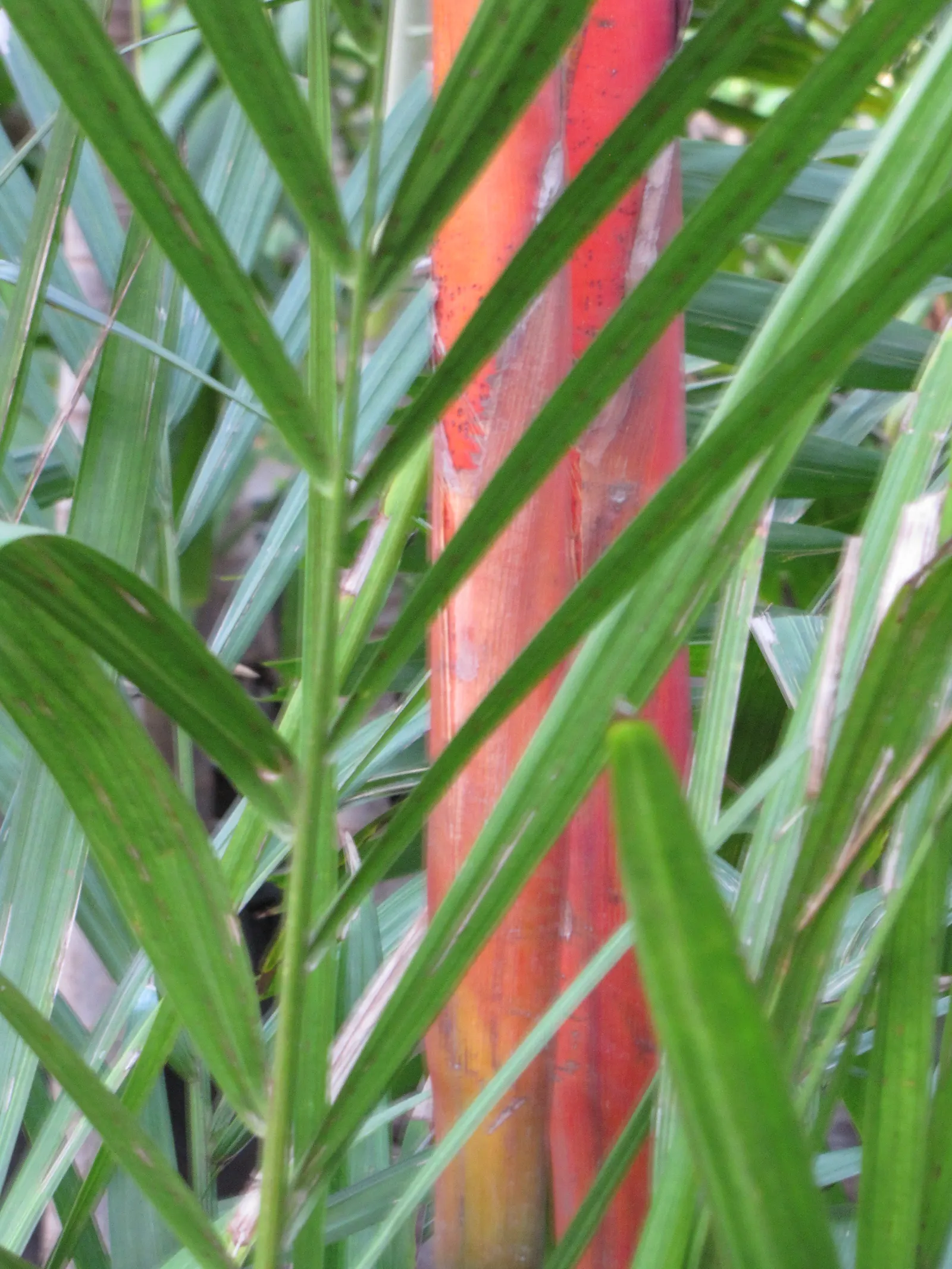 Lipstick Palm (Cyrtostachys Renda) — palm for full or half; and protection from cold snaps, image 75