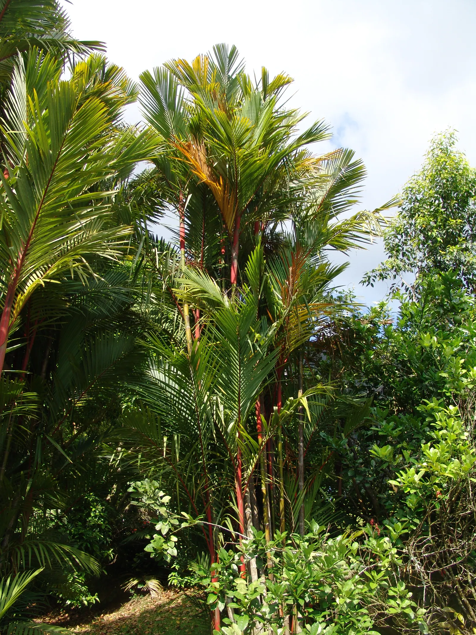 Lipstick Palm (Cyrtostachys Renda) — is a distinctive tropical plant that serves as an eye-catching addition to any garden; mature height reaches 16-23 feet
