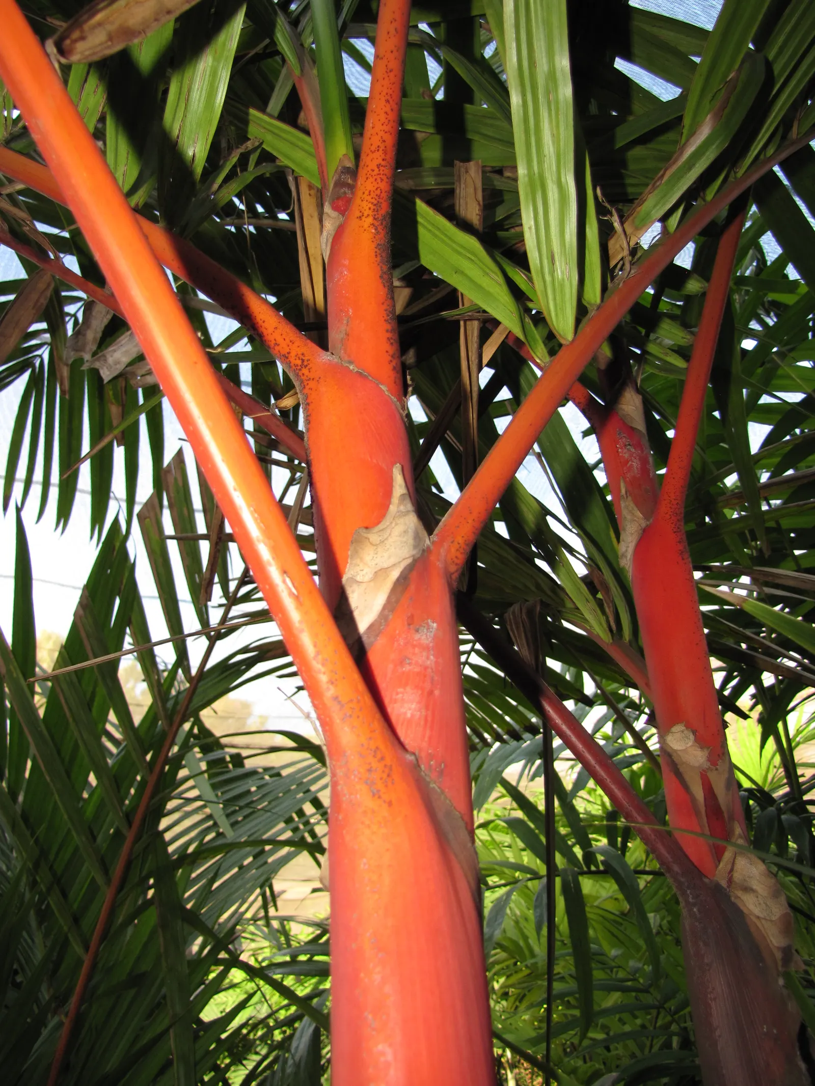 Lipstick Palm (Cyrtostachys Renda) — Ideal for creating a colorful, exotic ambiance