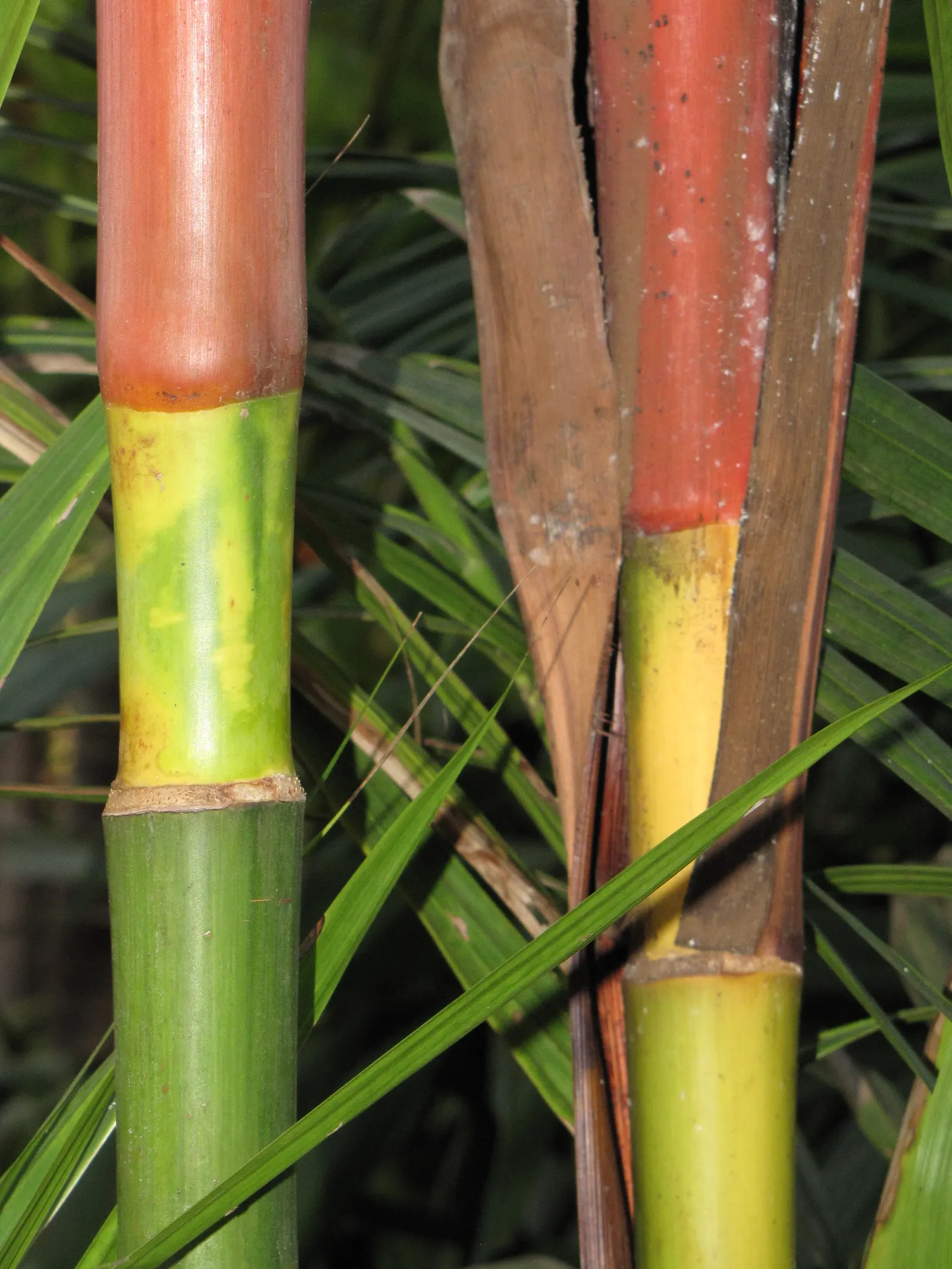 Lipstick Palm (Cyrtostachys Renda) — Native to the humid rainforests of Southeast Asia; an exquisite specimen plant, it's also an effective privacy, image 62