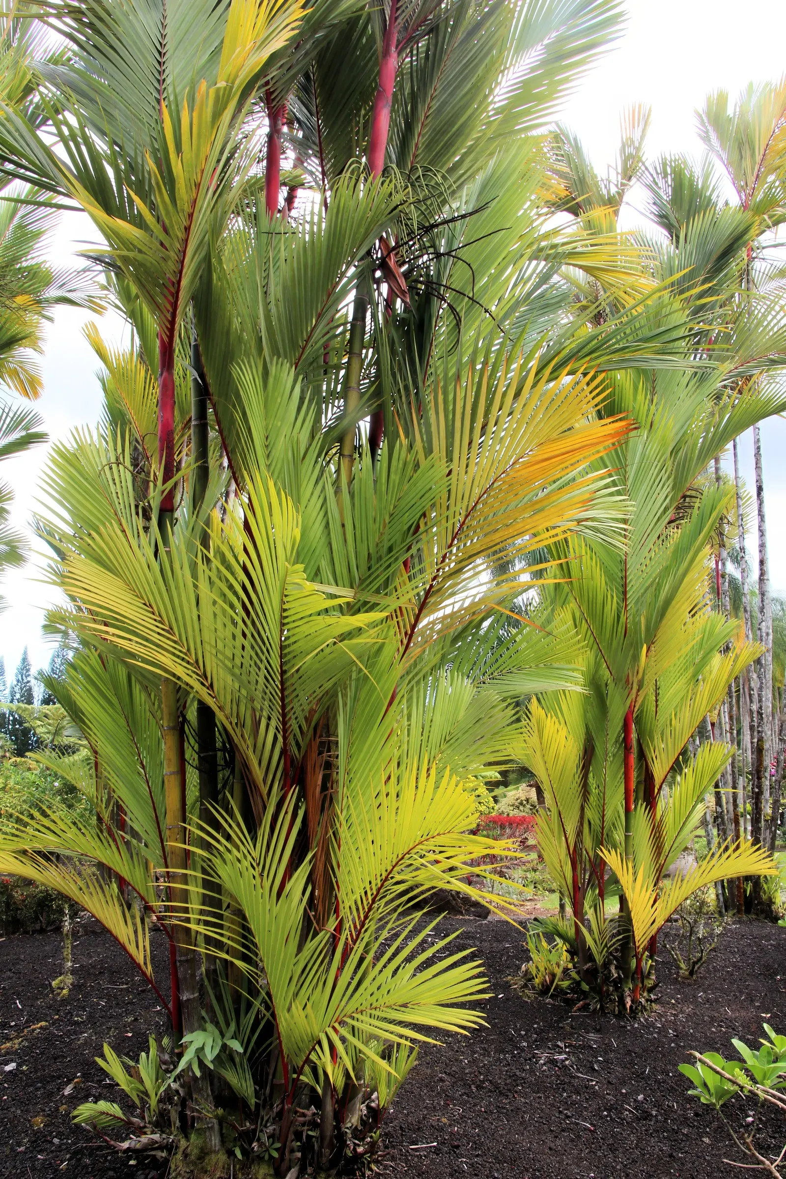 Lipstick Palm (Cyrtostachys Renda) — with a spread of 5 to 10 feet