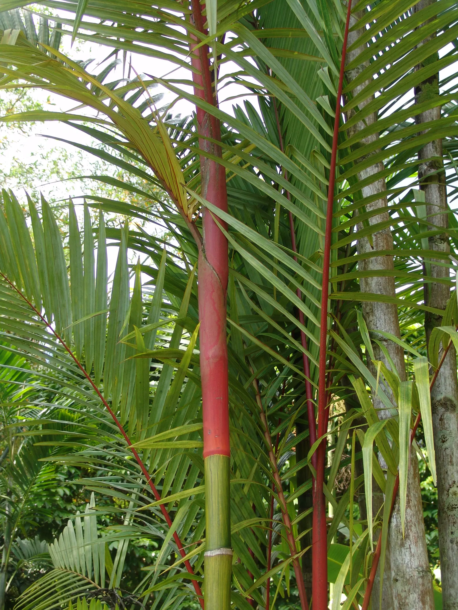 Lipstick Palm (Cyrtostachys Renda) — the Lipstick Palm thrives in USDA zones 11 and above, image 38