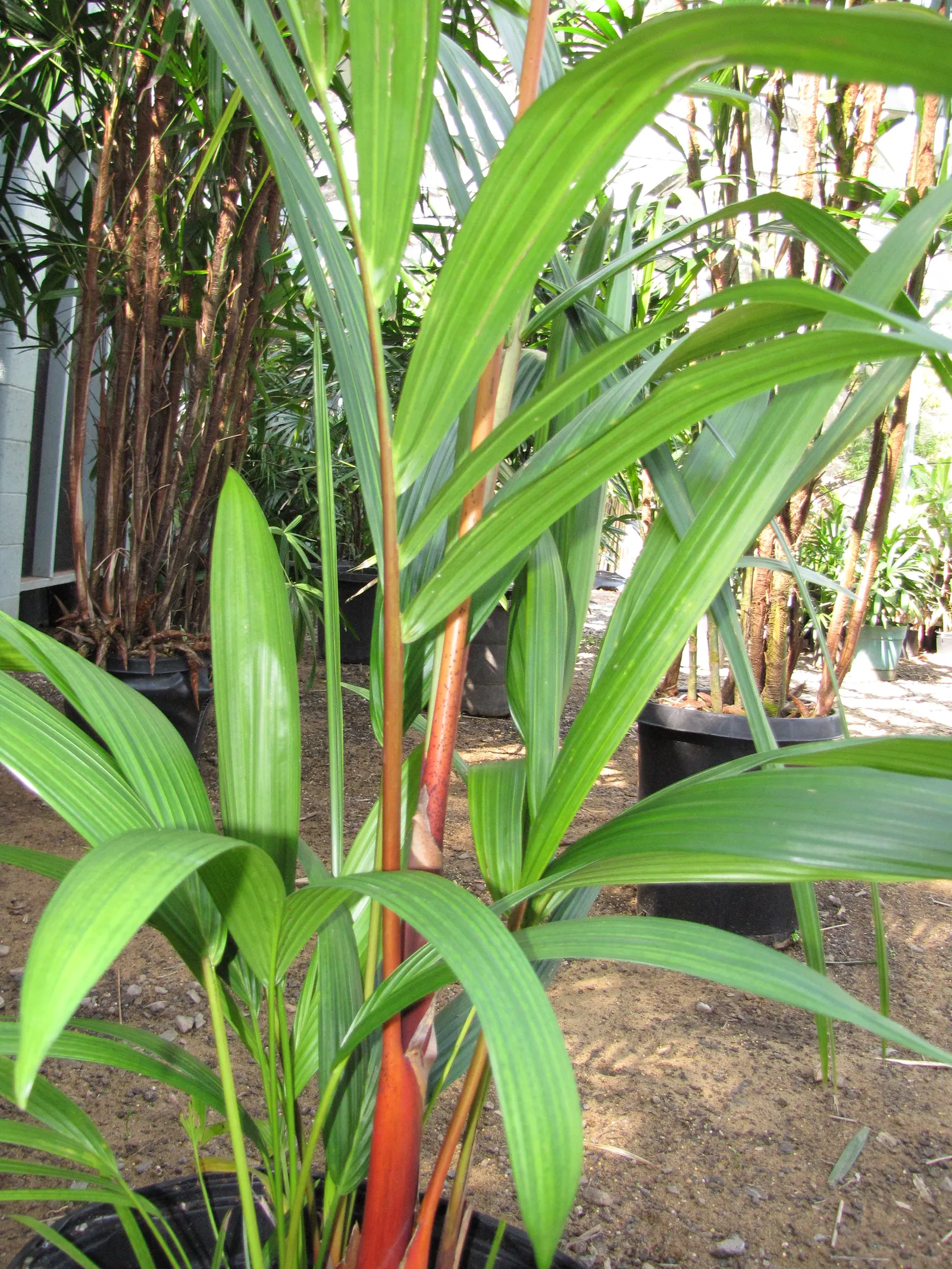 Lipstick Palm (Cyrtostachys Renda) — Full to partial sunlight is ideal for this palm; ideal for creating a colorful, exotic ambiance