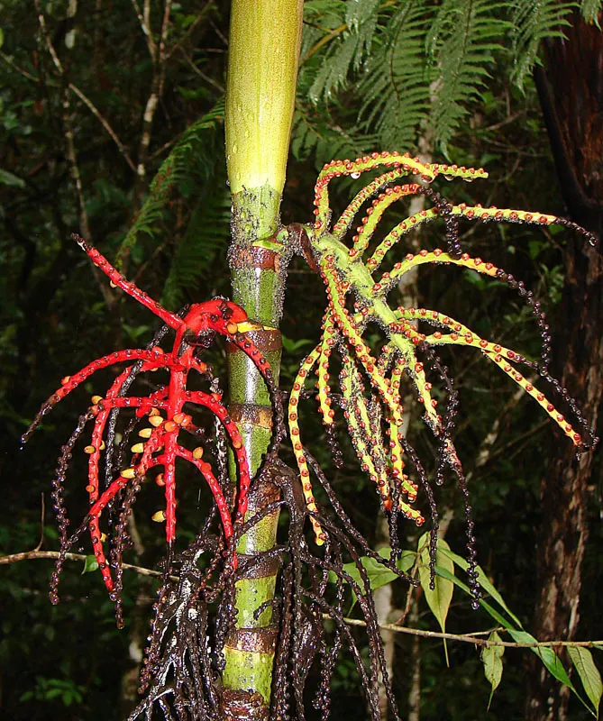 Lipstick Palm (Cyrtostachys Renda) — which offer a vivid contrast to the lush green pinnate fronds; making it well-suited for focal points in, image 60