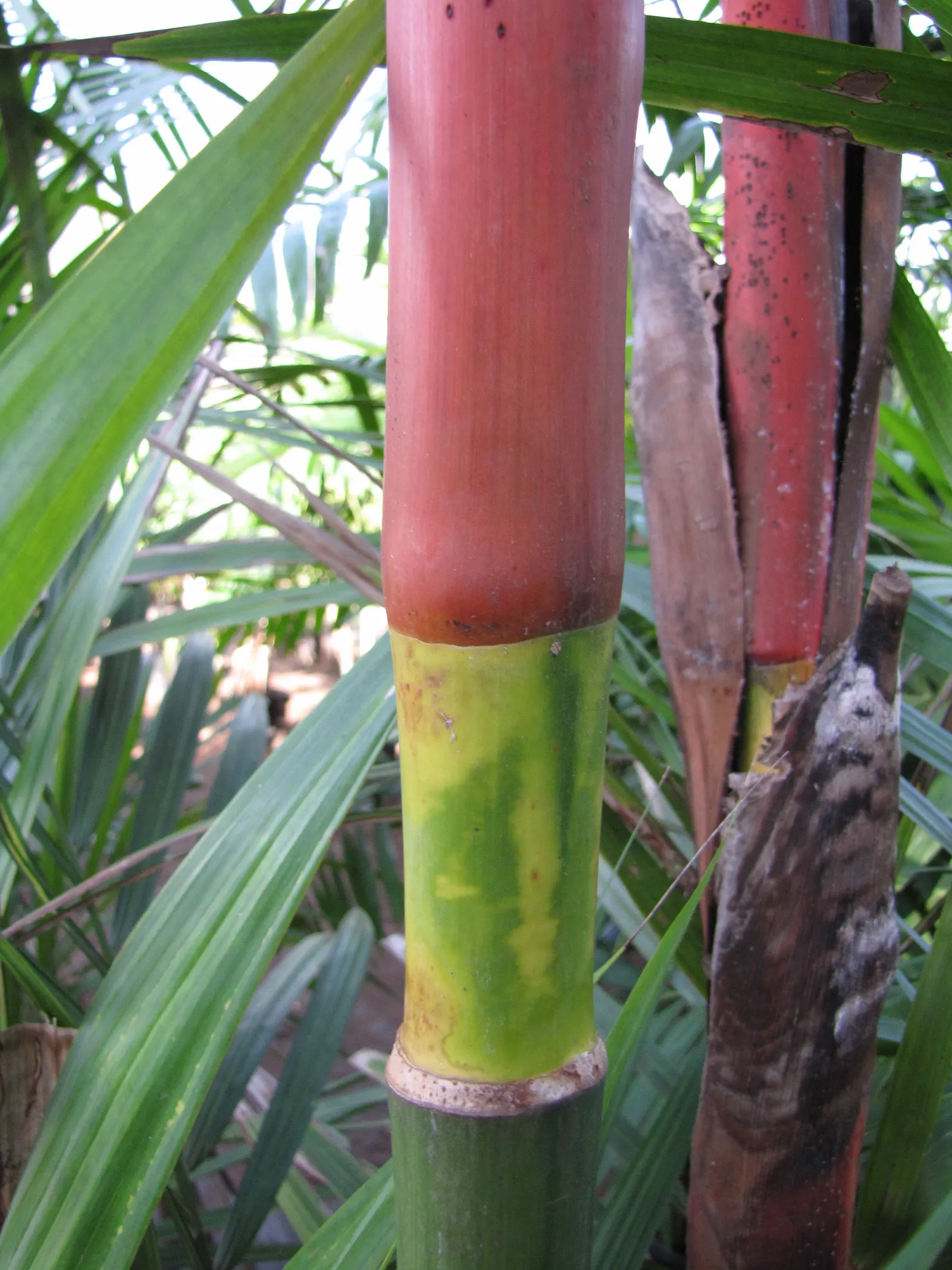 Lipstick Palm (Cyrtostachys Renda) — is a distinctive tropical plant that serves as an eye-catching addition to any garden; mature height reaches, image 58