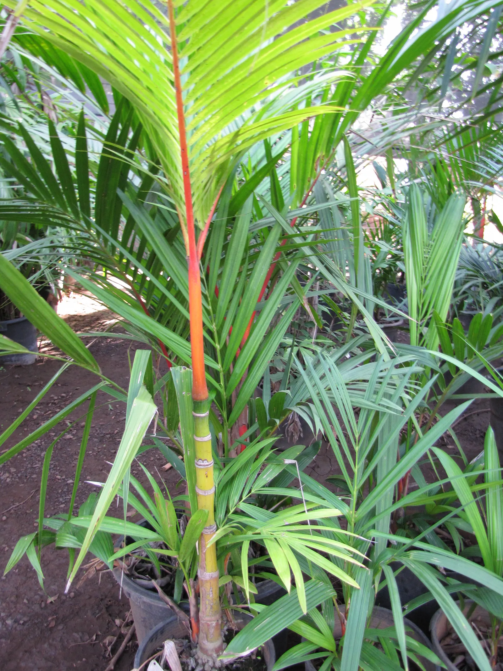 Lipstick Palm (Cyrtostachys Renda) — This palm is renowned for its brilliant red to magenta petioles and crown shafts; which offer a vivid contrast to the lush