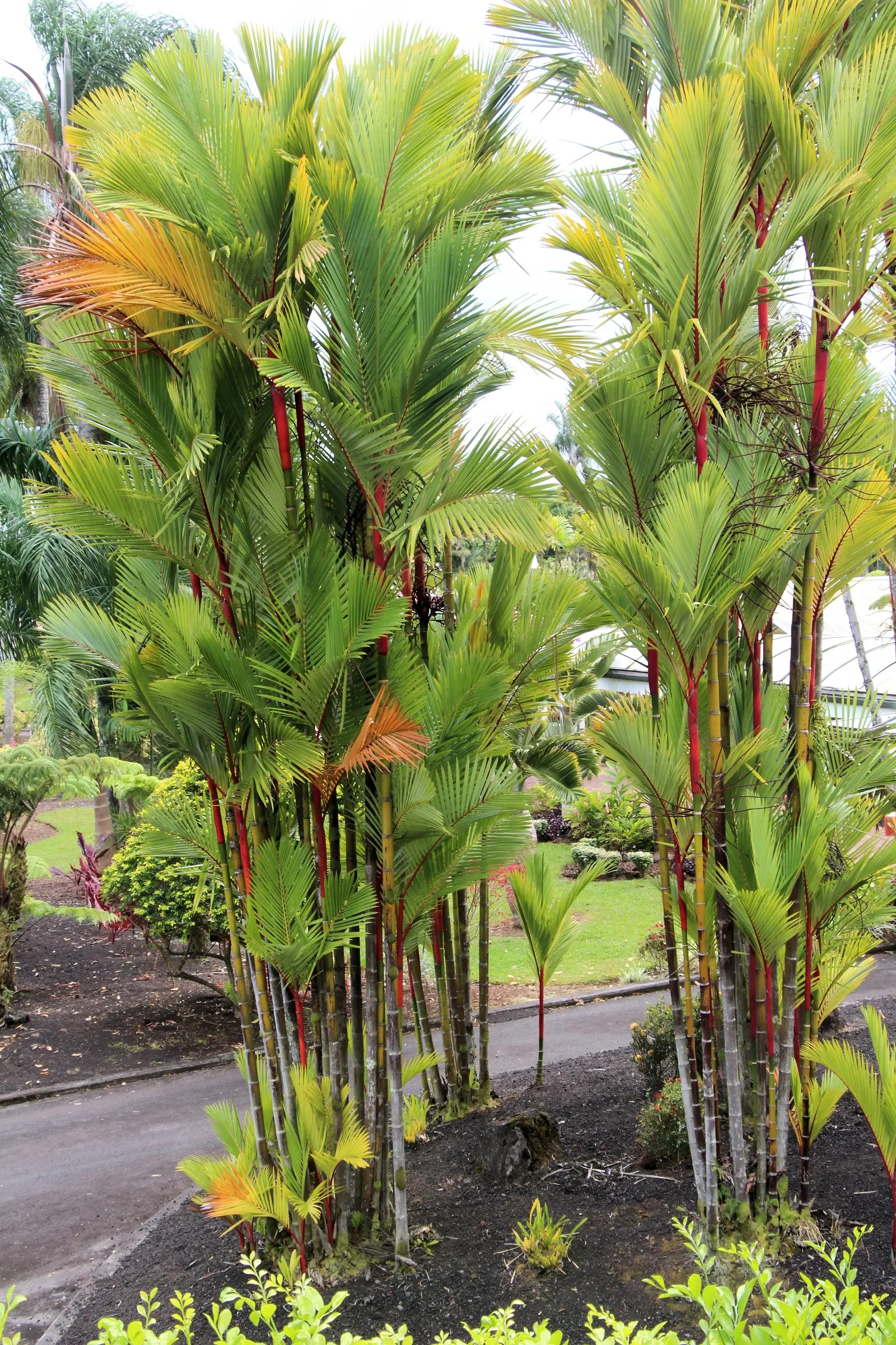 Lipstick Palm (Cyrtostachys Renda) — commonly known as the Lipstick Palm or Sealing Wax Palm