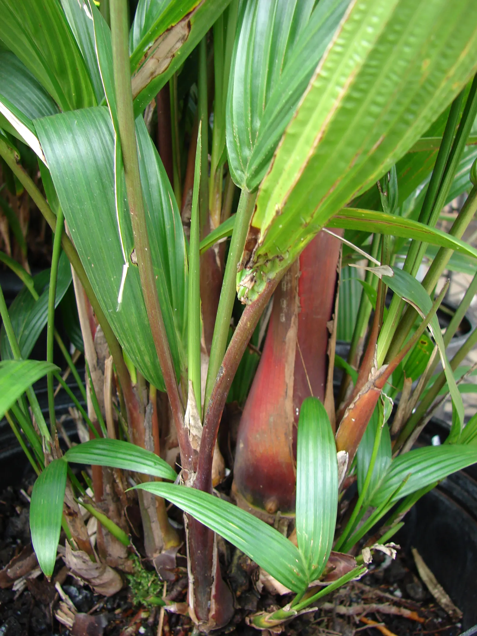 Lipstick Palm (Cyrtostachys Renda) — Thriving in zones 11-12, it prefers full sun to partial shade and ample moisture; each reaching a length of 2, image 52