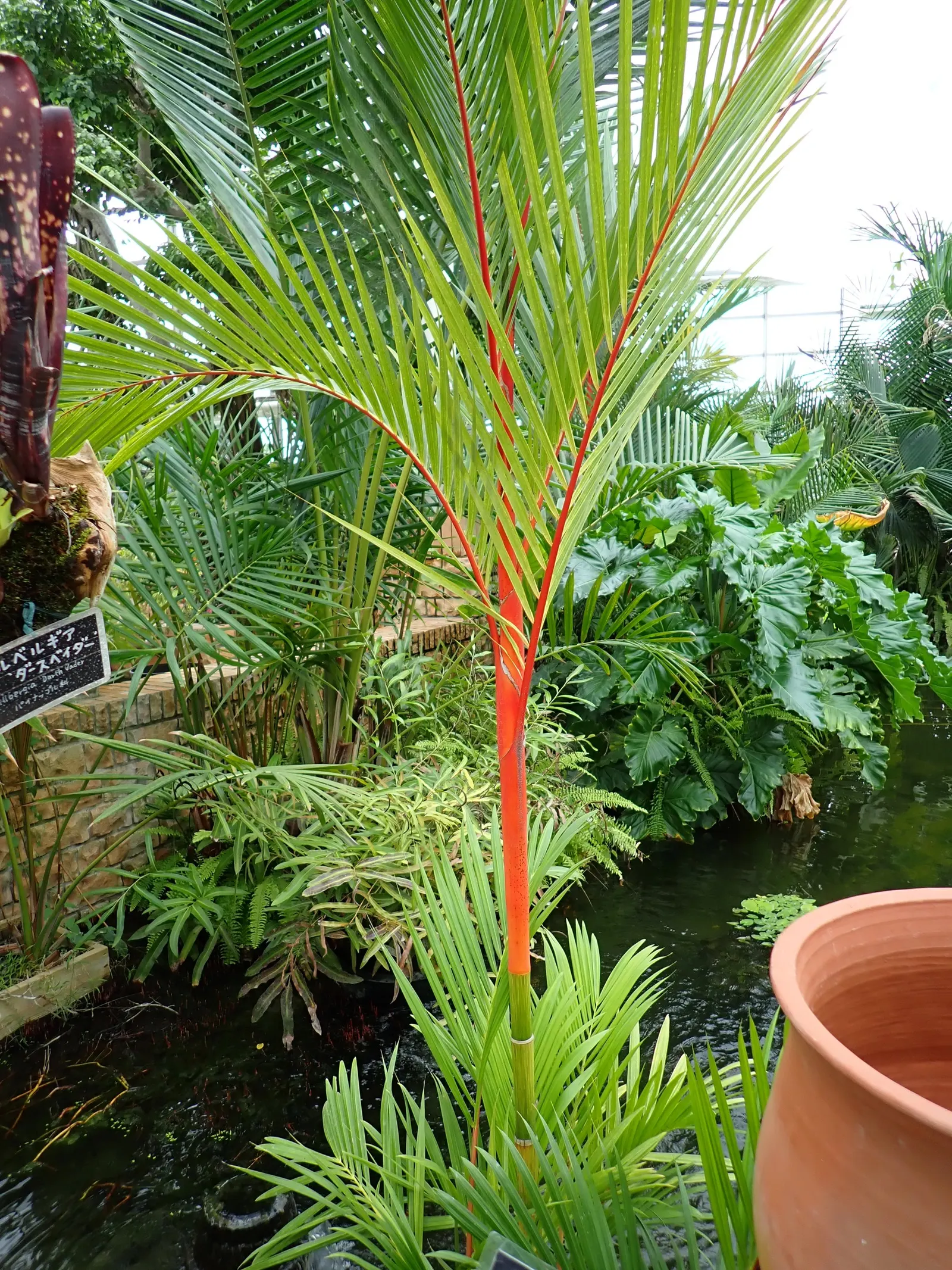 Lipstick Palm (Cyrtostachys Renda) — Mature height reaches 16-23 feet with a 6-10 foot spread