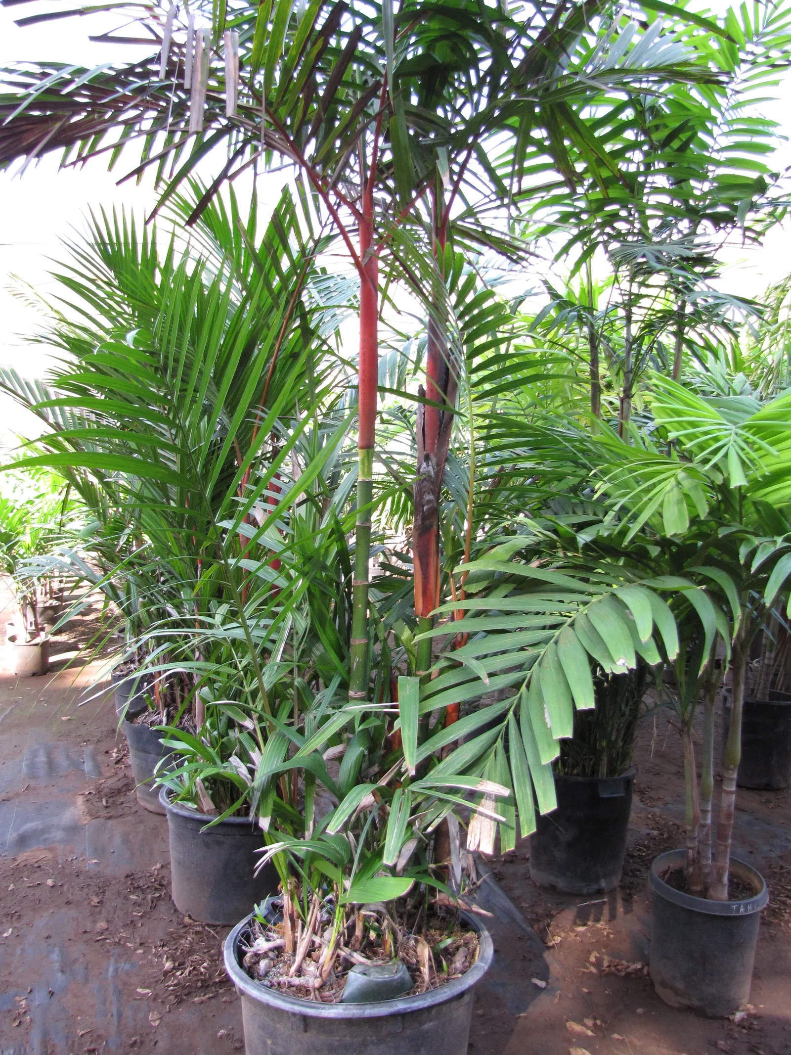 Lipstick Palm (Cyrtostachys Renda) — Mature height reaches 16-23 feet with a 6-10 foot spread; its clustering nature allows it to form a dense screen if