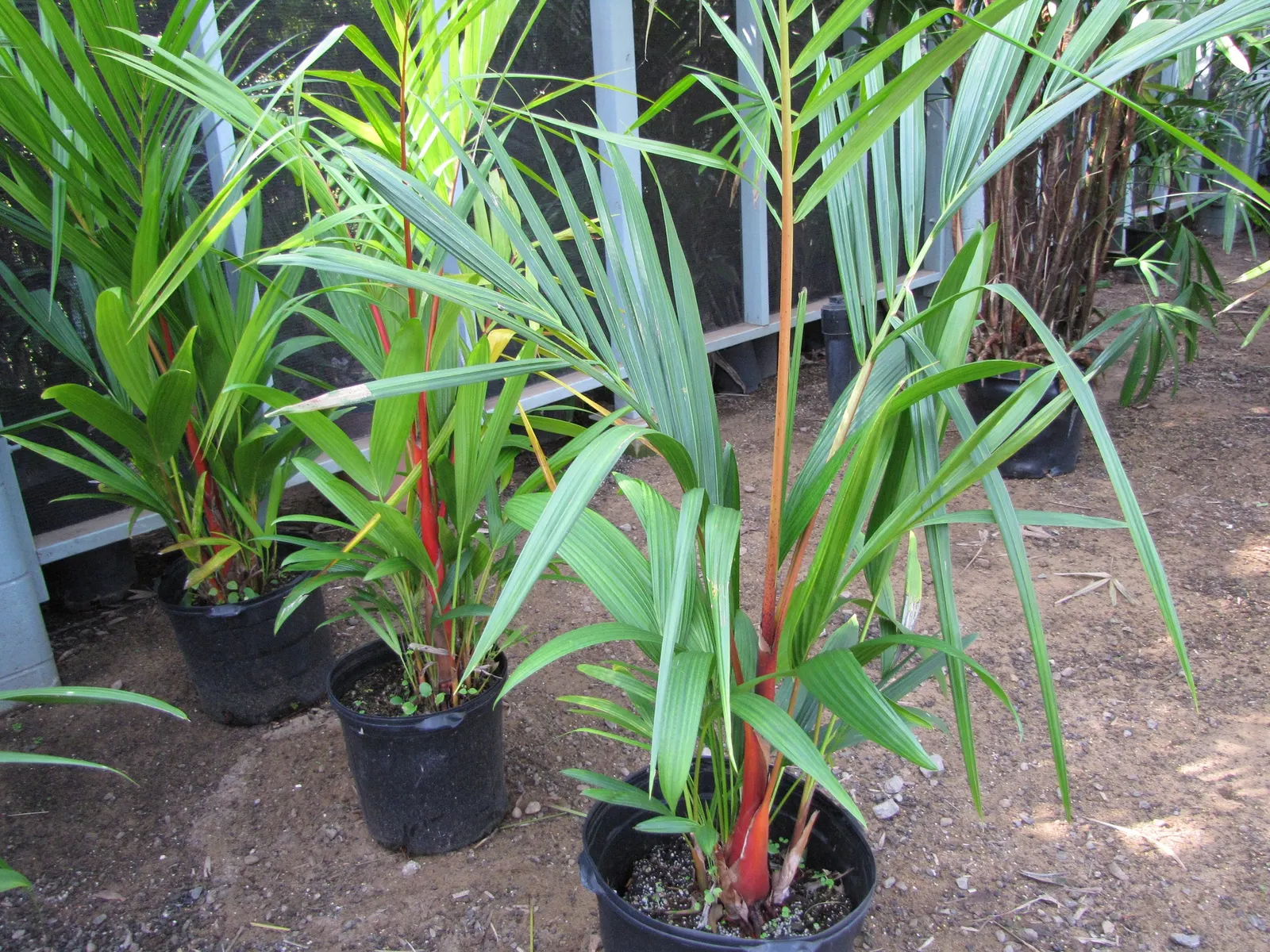 Lipstick Palm (Cyrtostachys Renda) — The Lipstick Palm, Cyrtostachys renda, boasts vibrant red stalks, a stunning accent in tropical landscapes; requires