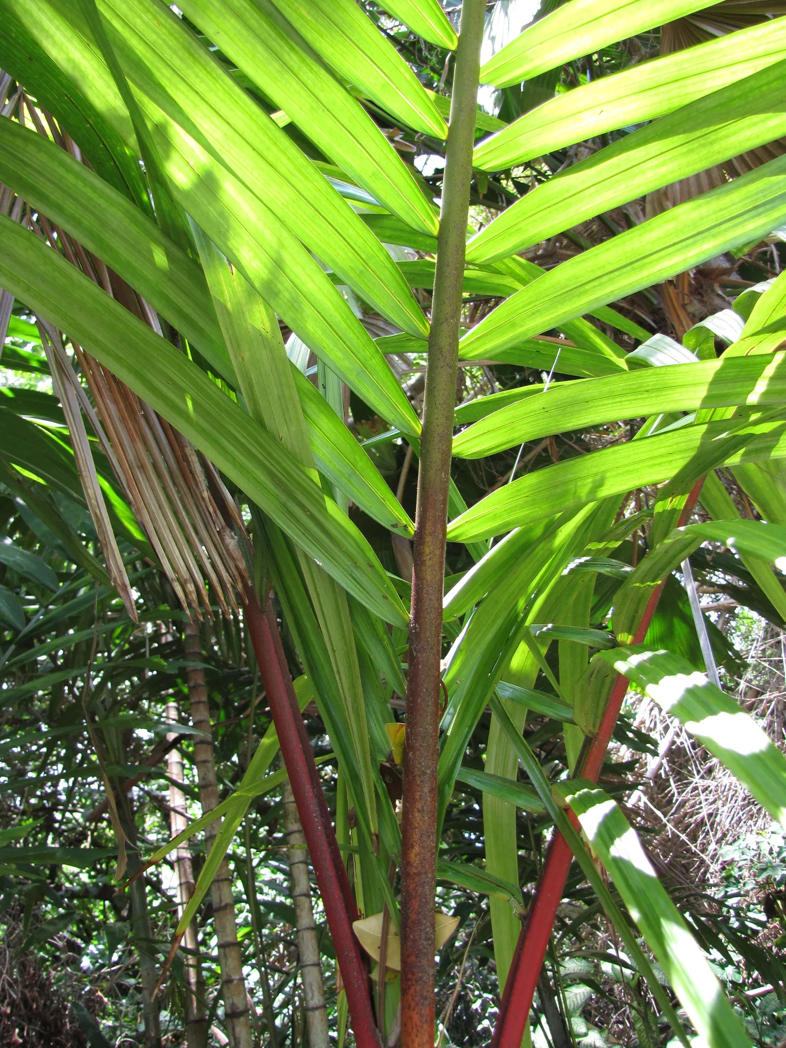 Lipstick Palm (Cyrtostachys Renda) — ensuring it is provided with ample space to grow; full to partial sunlight is ideal for this palm