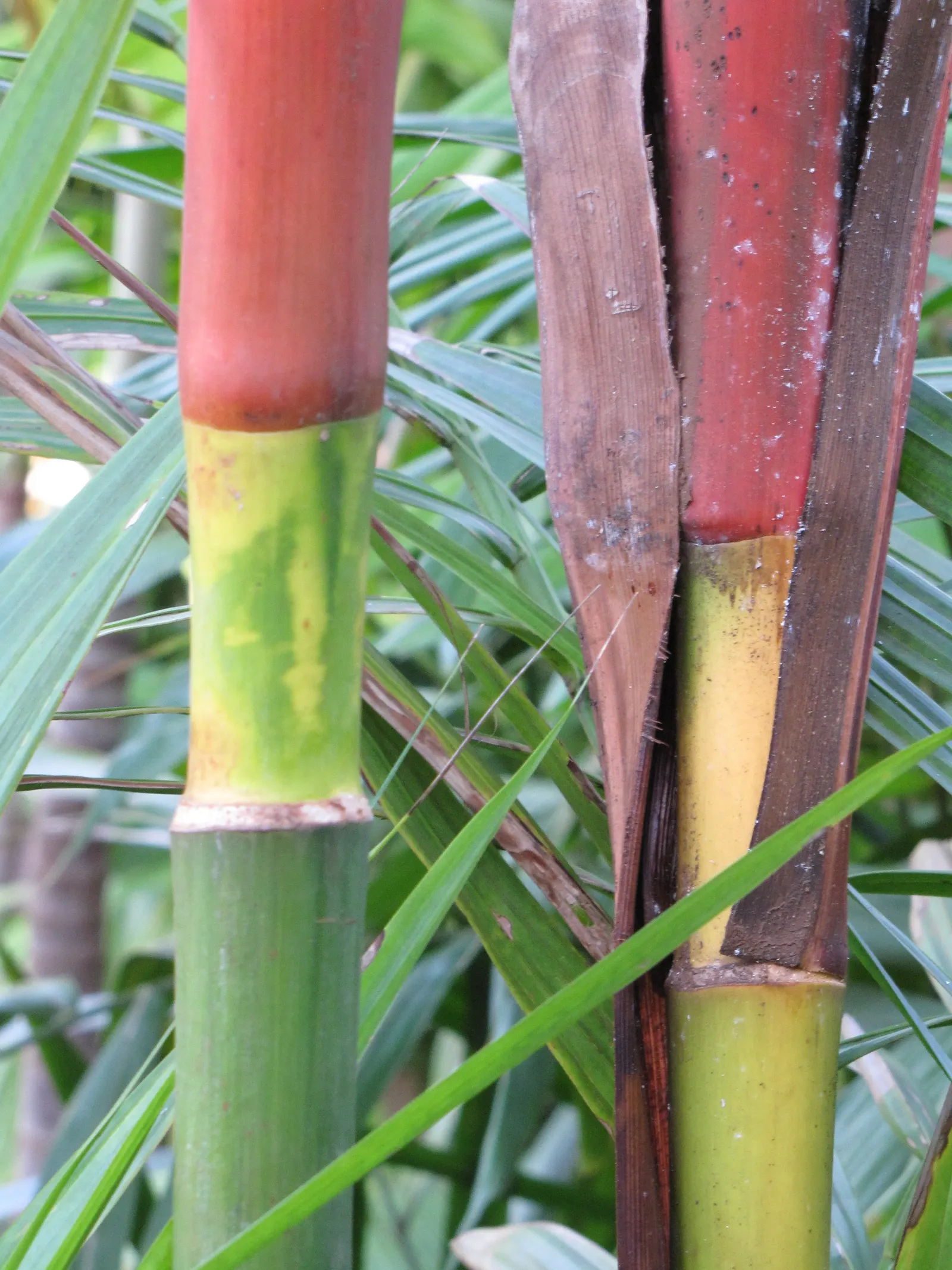 Lipstick Palm (Cyrtostachys Renda) — Full to partial sunlight is ideal for this palm