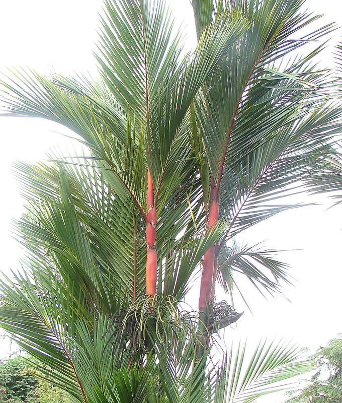Lipstick Palm (Cyrtostachys Renda) — An exquisite specimen plant, it's also an effective privacy screen when planted in clusters; requiring a consistently