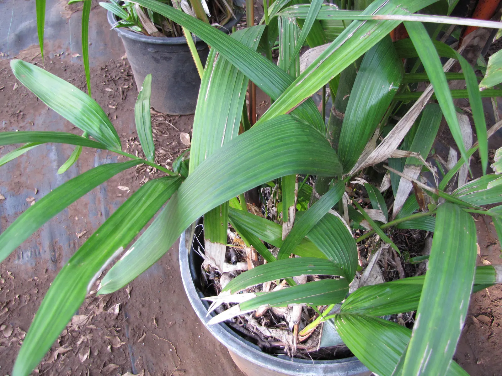Lipstick Palm (Cyrtostachys Renda) — with a spread of 5 to 10 feet; this palm is renowned for its brilliant red to magenta petioles and crown shafts